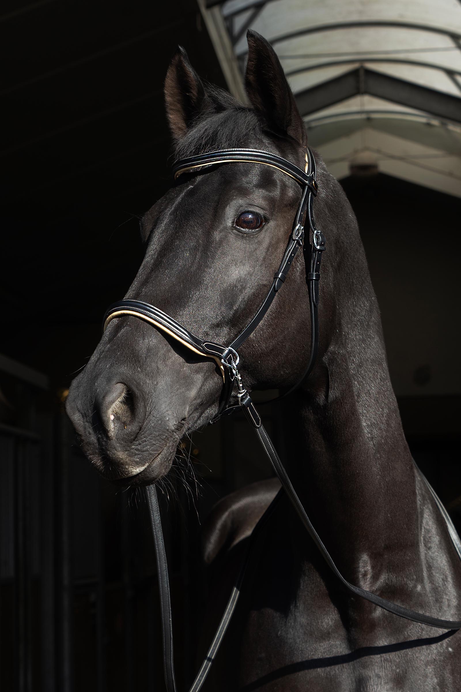 F.R.A. Freedom Riding Articles Sidepull Kiona ohjien kanssa  