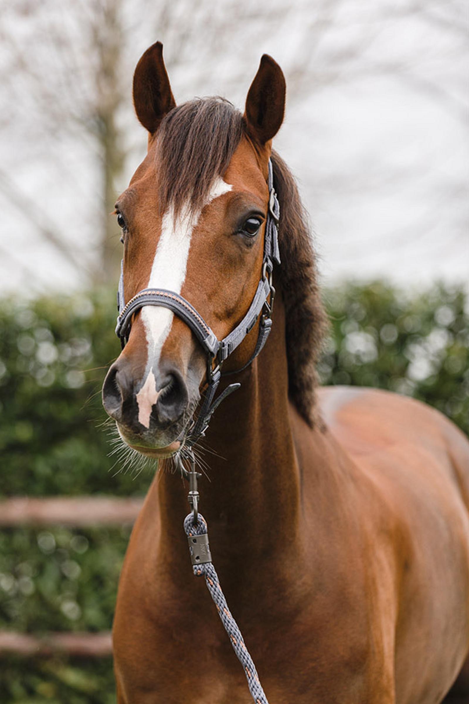 ANKY Stones Riimu ja Riimunnaru Setti