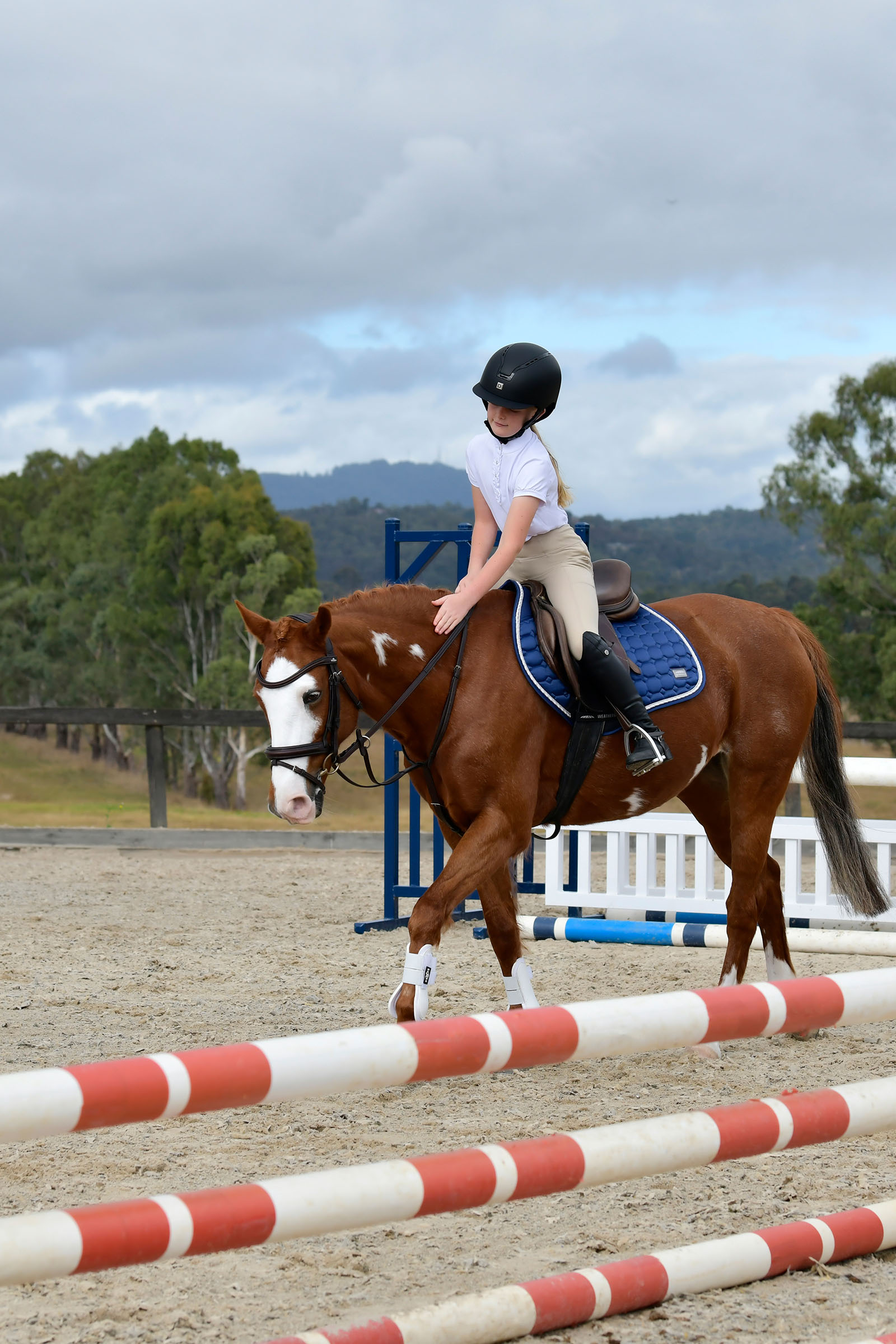 Collegiate Comfitec Opulux yksinkertainen pehmustettu suitset yhdistetyllä hannoverilaisturpahihnalla