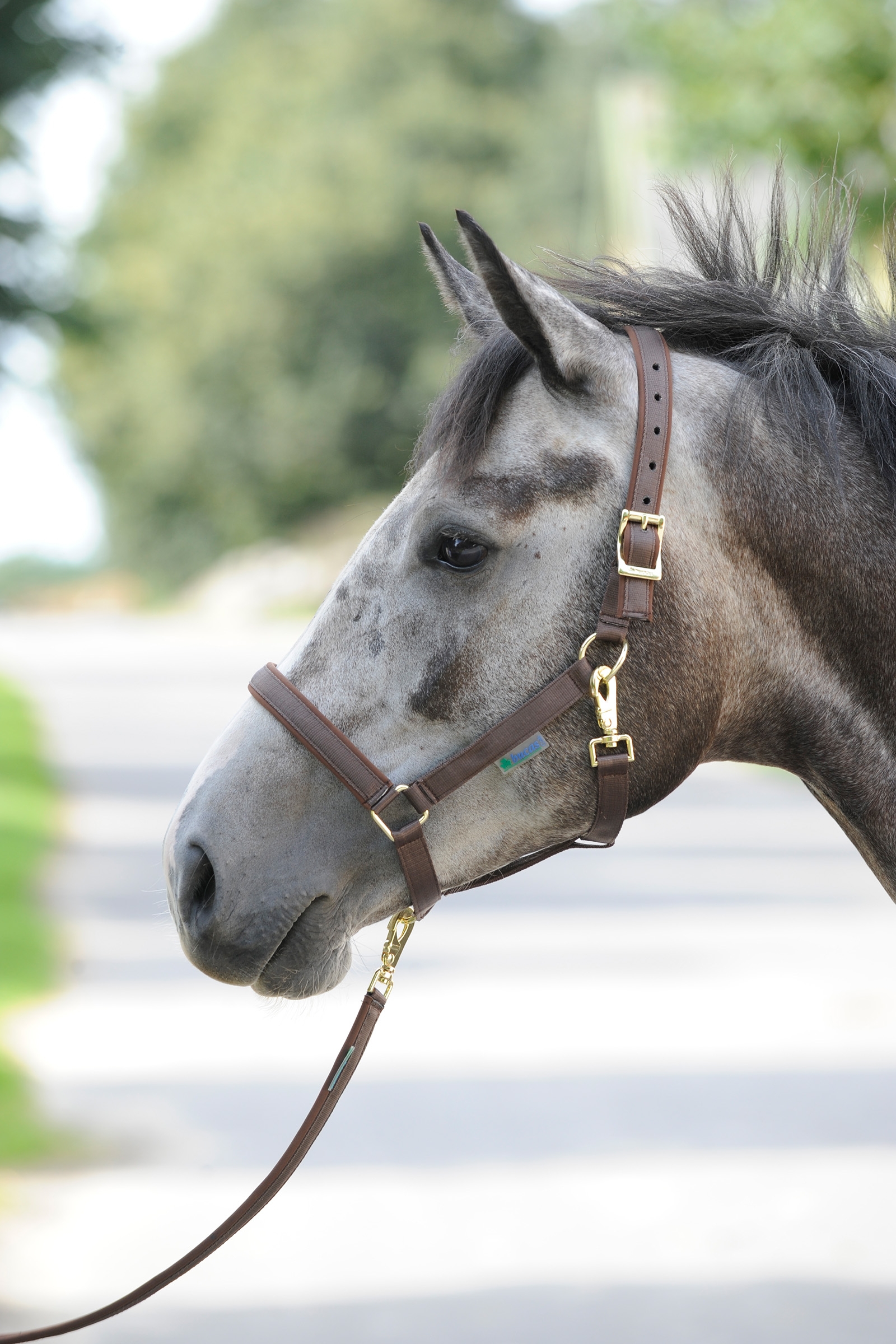 Brown/Brown Bucas Dublin Luxury pehmustettu riimu