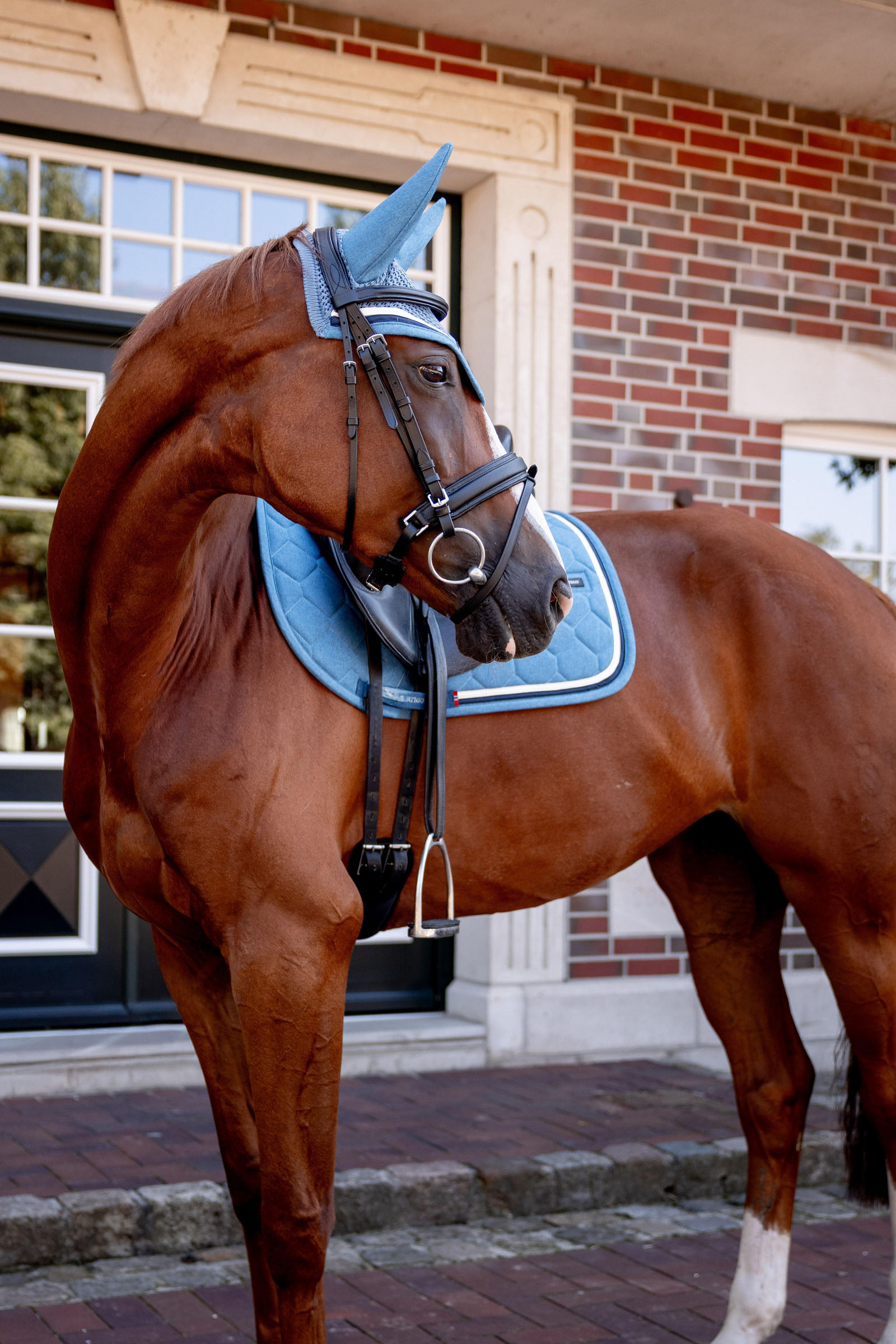 B Vertigo High Altitude kouluratsastushuopa