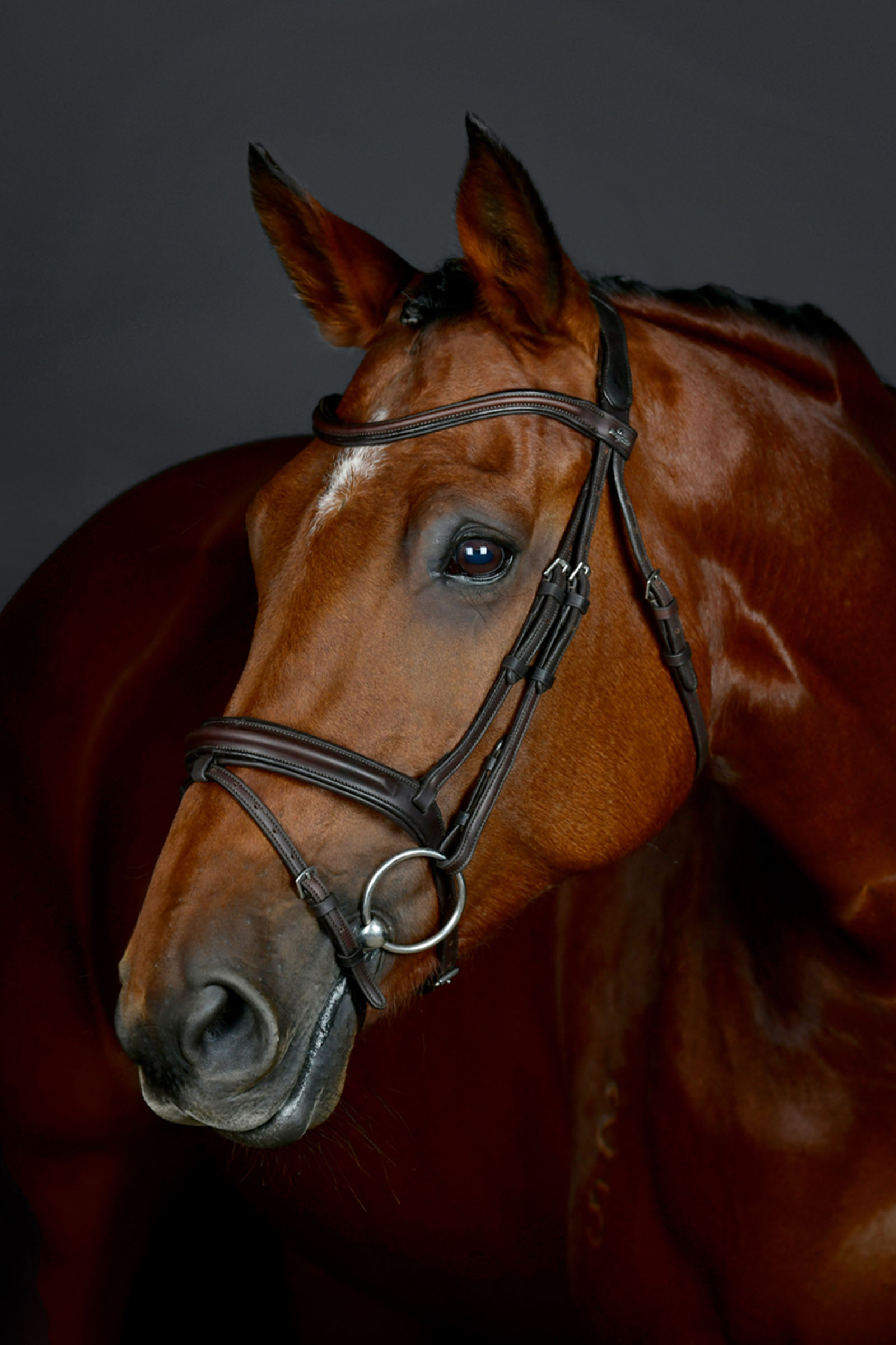 Collegiate Comfitec Opulux yksinkertainen pehmustettu suitset yhdistetyllä hannoverilaisturpahihnalla