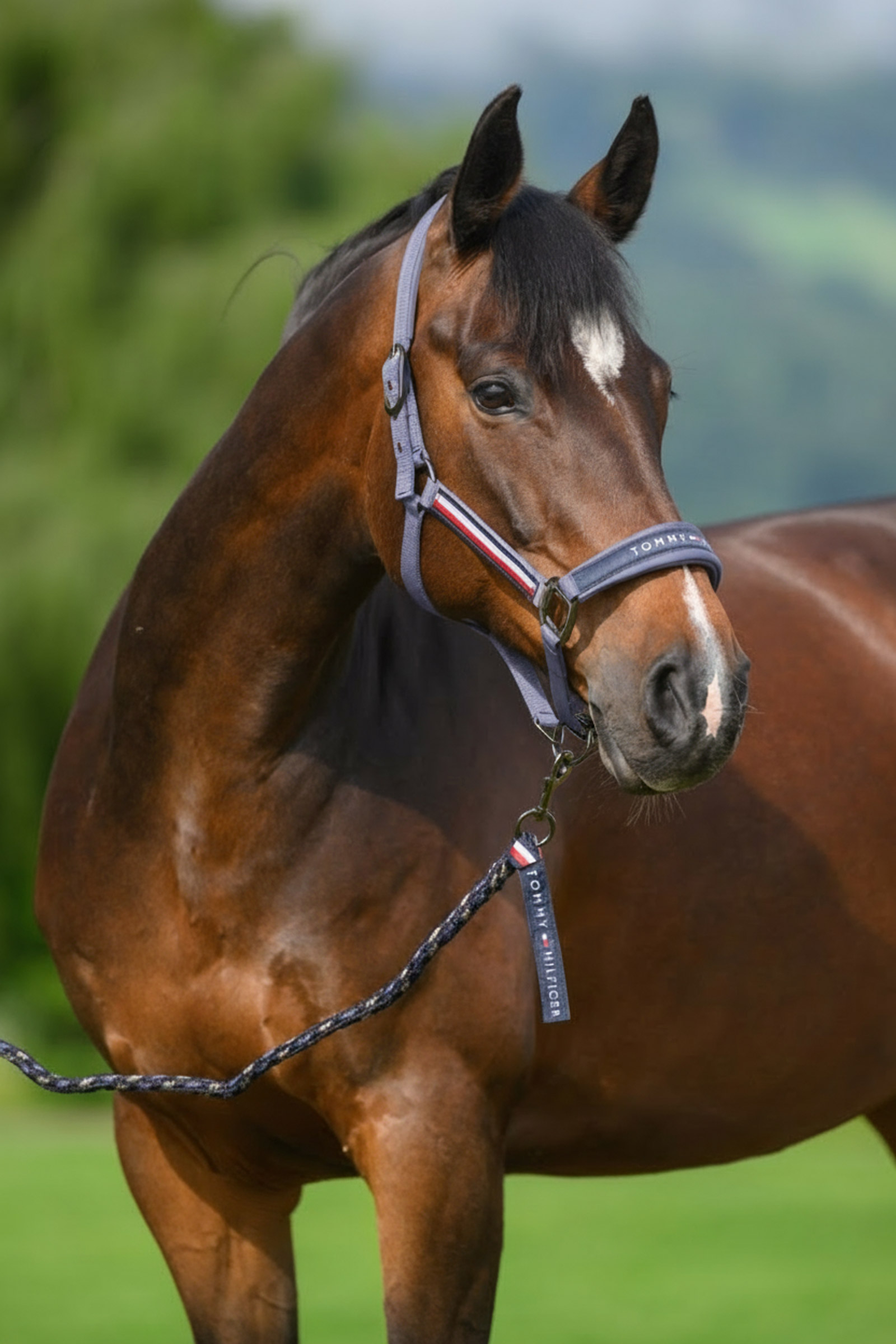 Faded Indigo Tommy Hilfiger Equestrian Yale riimu- ja talutinsetti