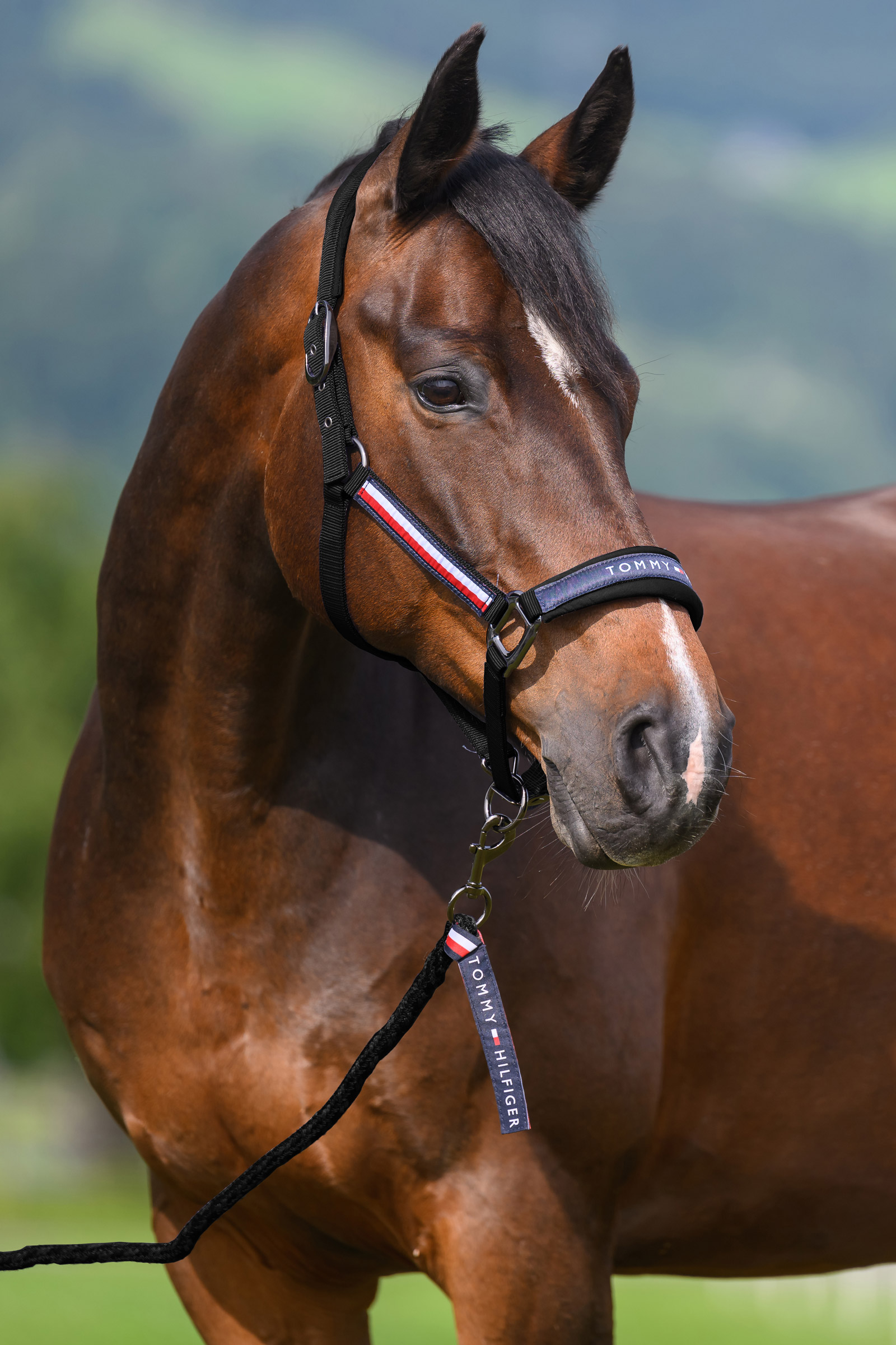 Black Tommy Hilfiger Equestrian Yale riimu- ja talutinsetti