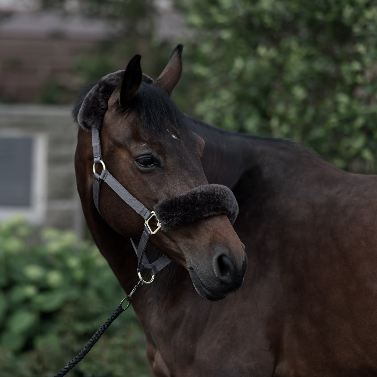 B Vertigo Laurier riimu lampaankarvalla