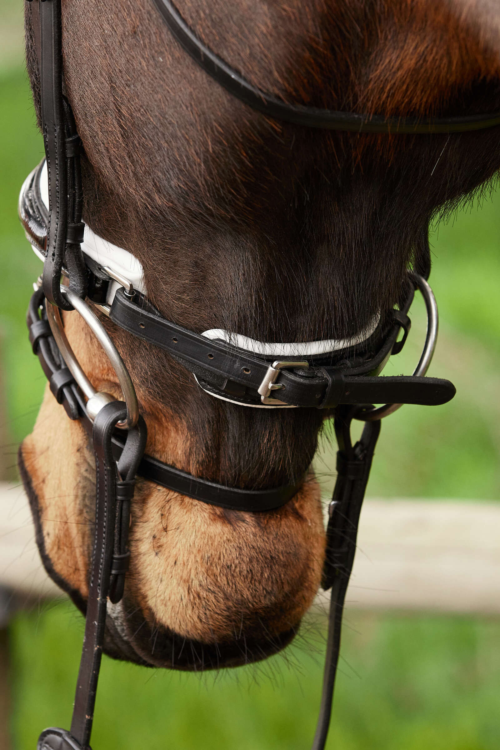 Kavalkade Charlotte koulusuitset pullback-turpahihnalla