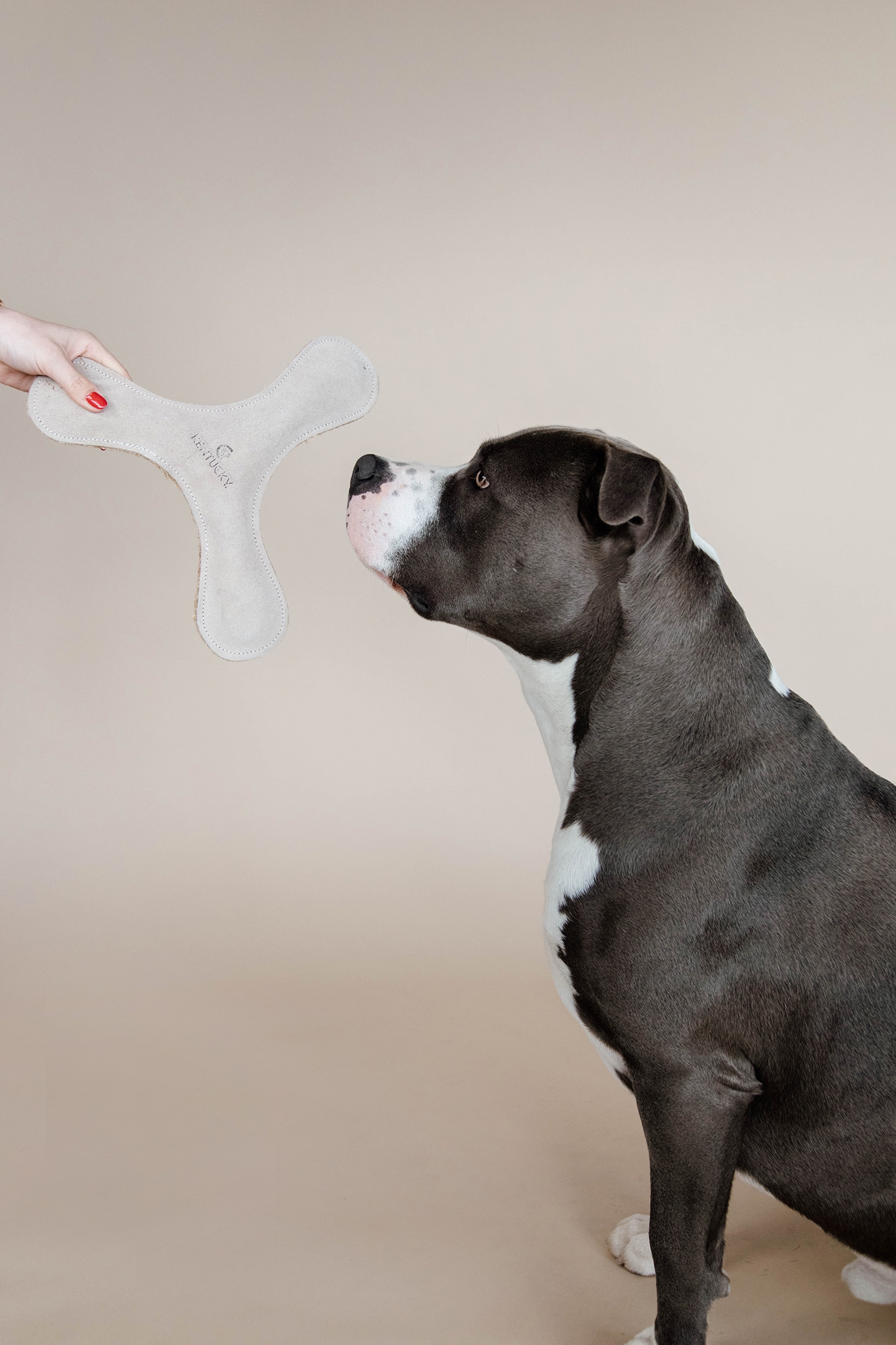 Kentucky Dogwear Pastel Boomerang koiranlelu