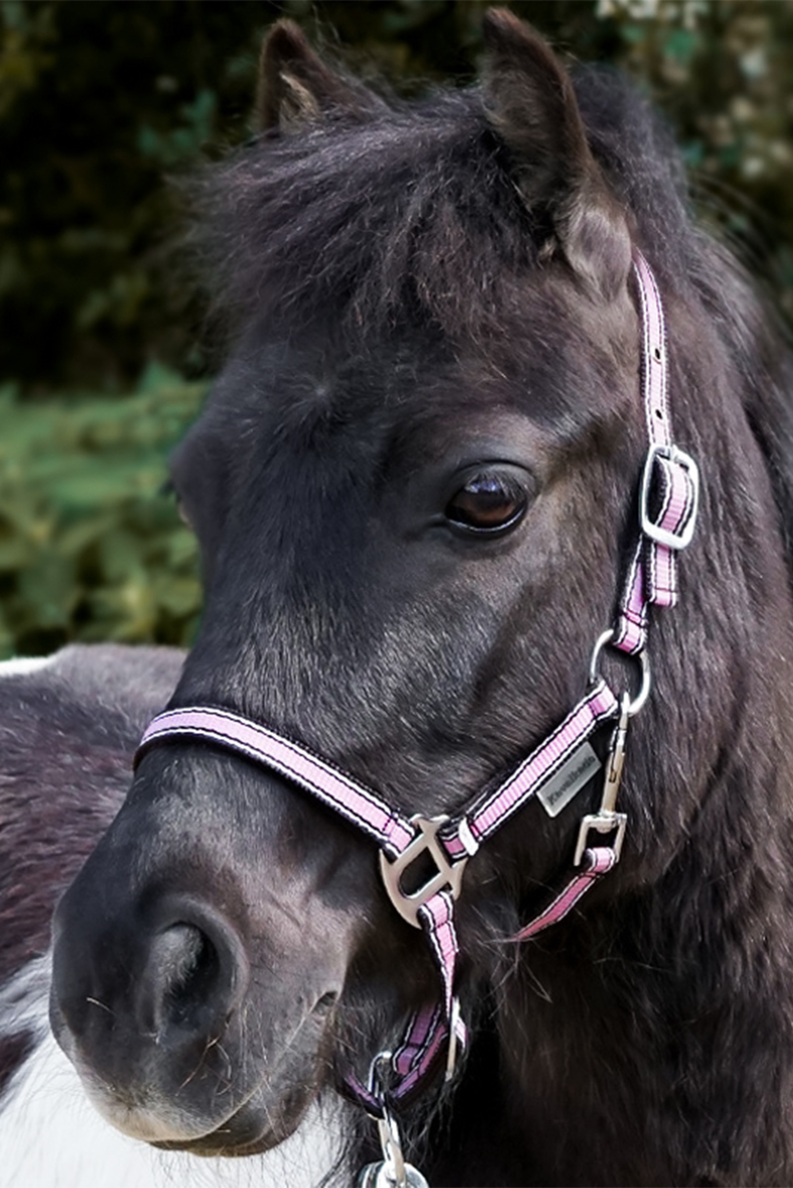 Kavalkade Shorty Riimu Shetlanninponeille