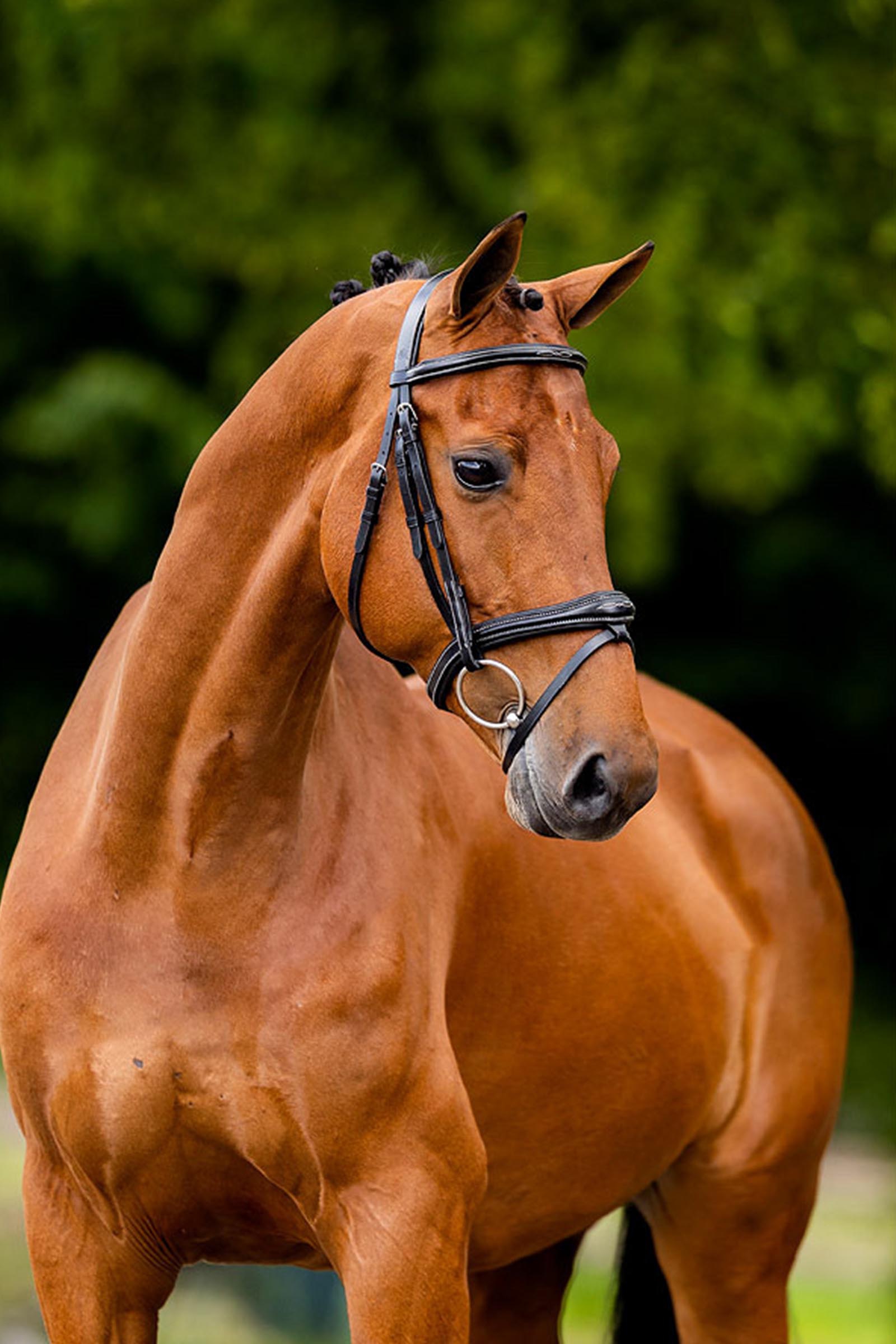 BR Cheltenham suitsi