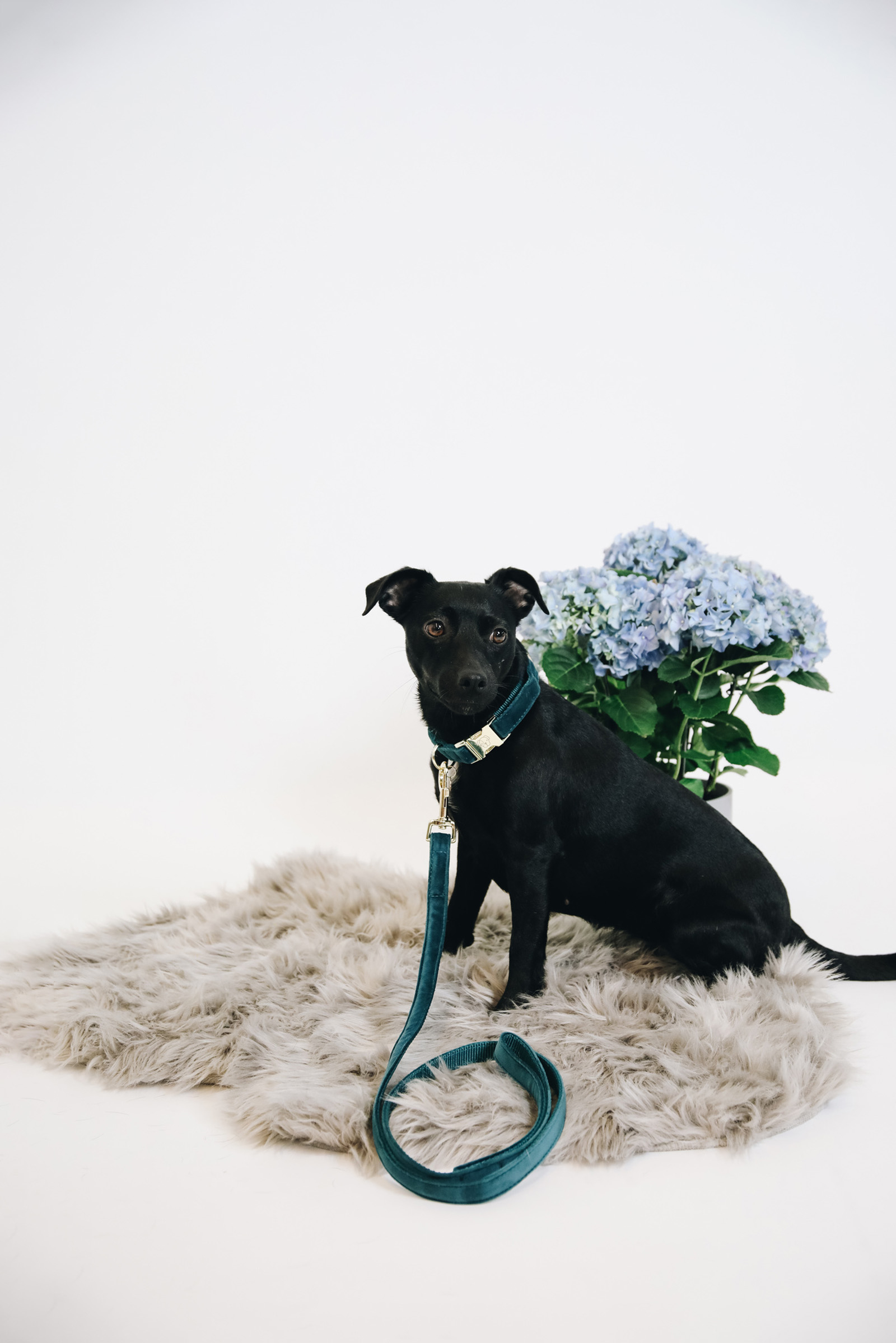 Kentucky Dogwear Dog Lead Velvet -talutushihna