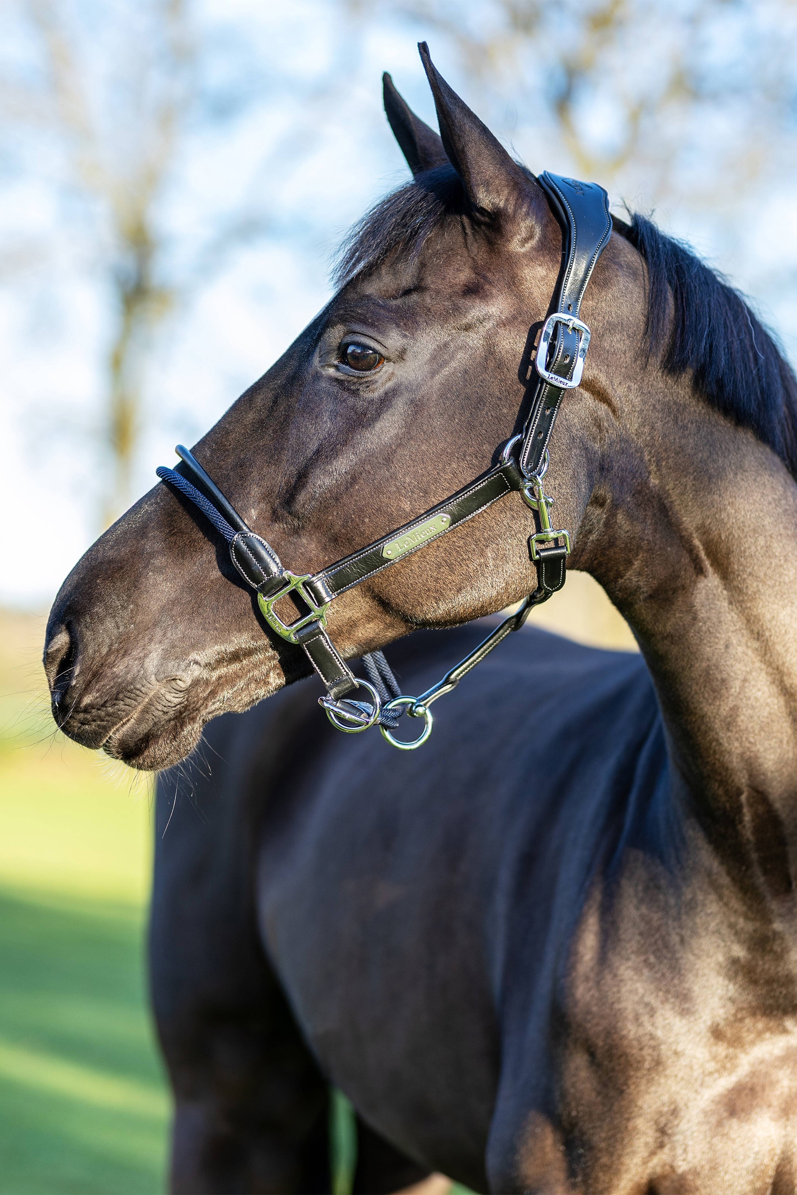 LeMieux Rope Control riimu