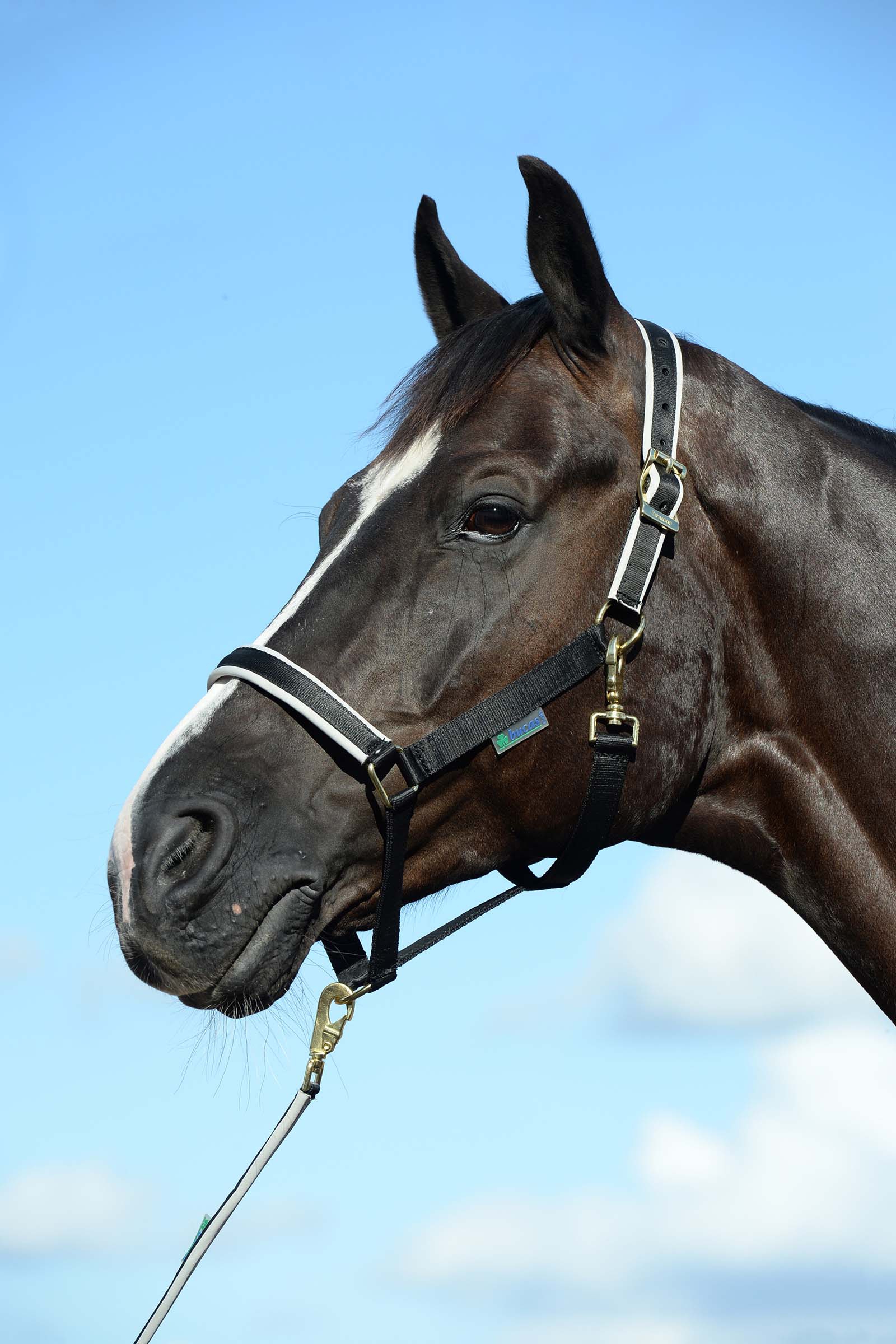 Black/Silver Bucas Dublin Luxury pehmustettu riimu