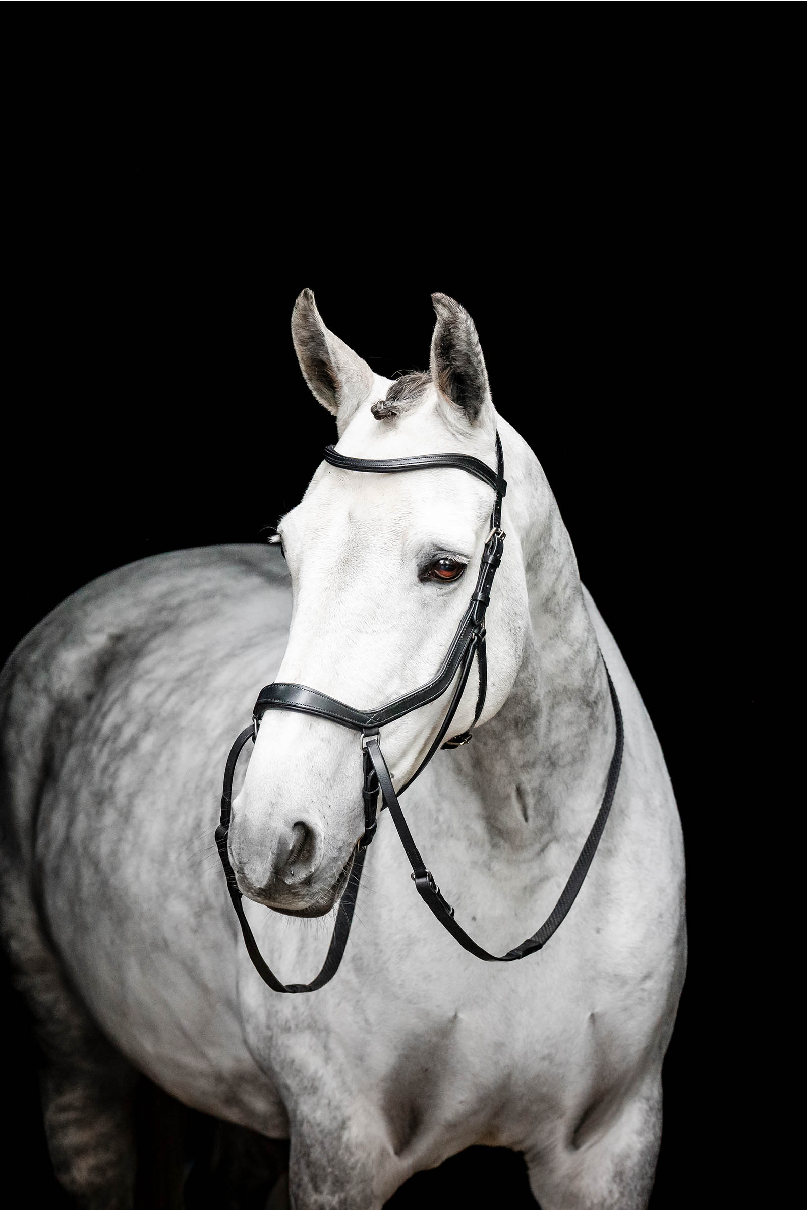 Black Horseware Micklem kuolaimeton suitsi