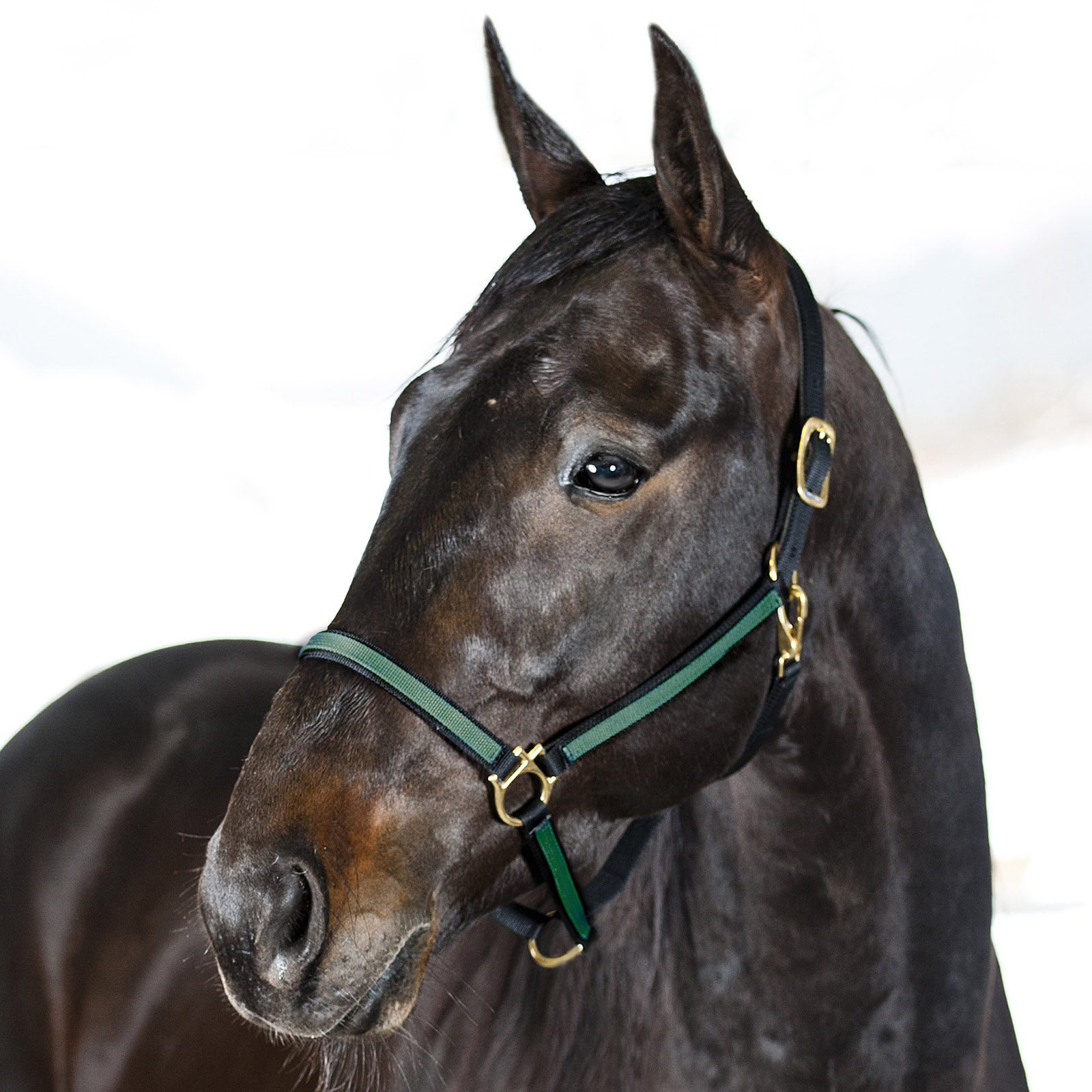 Black/Dark Green Finntack Pro jenkkiriimu, nailonia