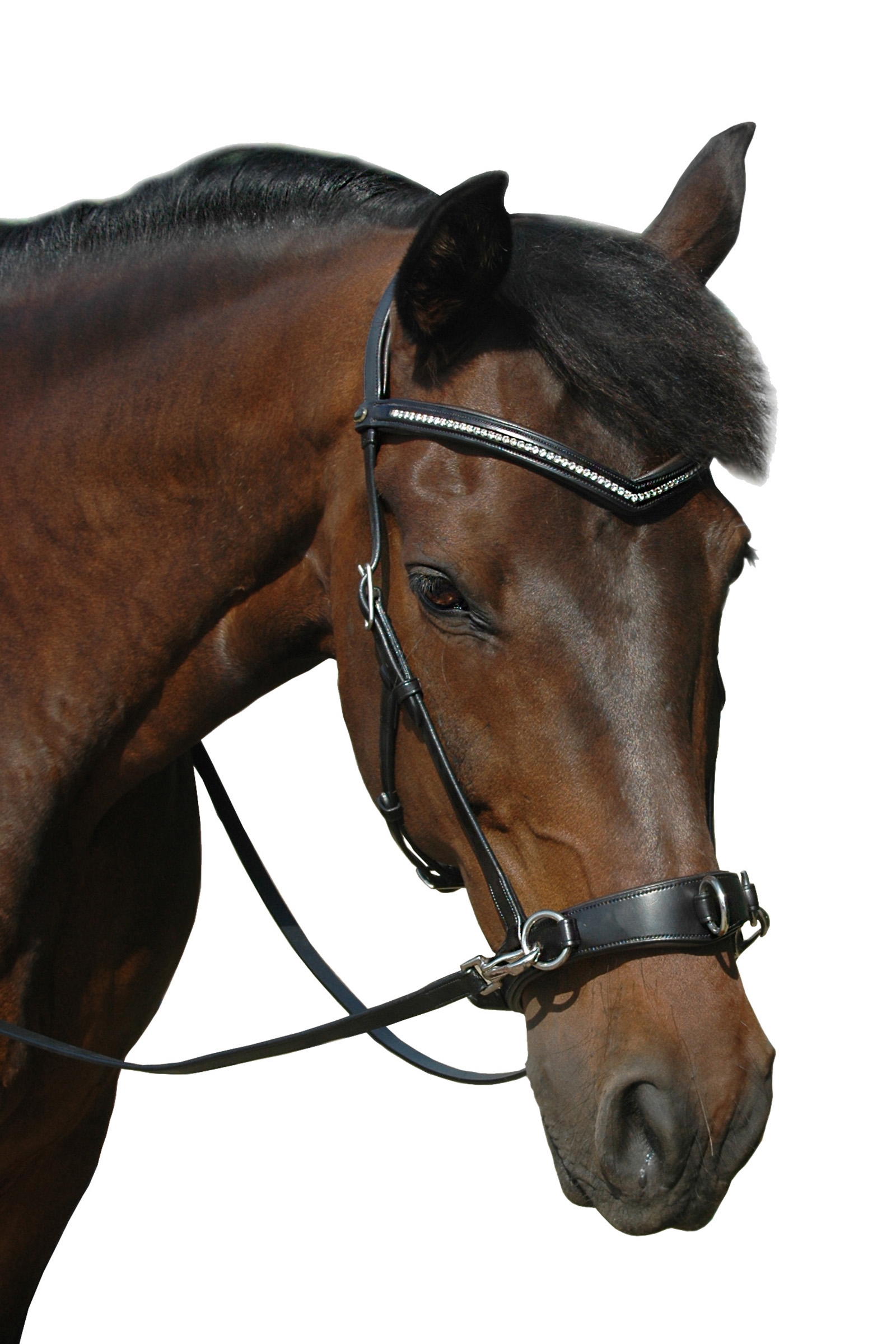 F.R.A. Freedom Riding Articles Wendy B kapsoni, kuolaimettomat suitset, nahkaisilla klipsiohjilla