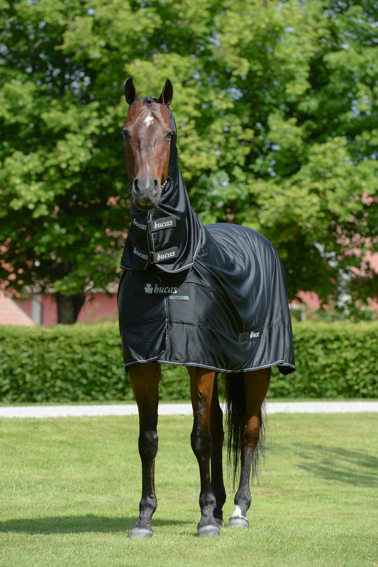 Bucas Shamrock Power loimi kaulakappaleella