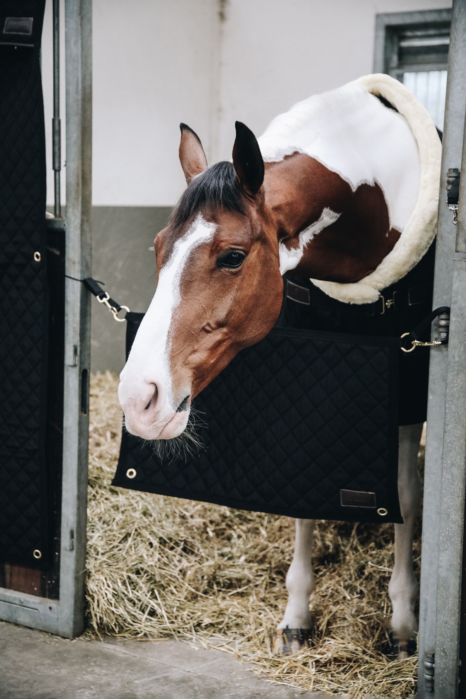 Kentucky Horsewear karsinaveräjä