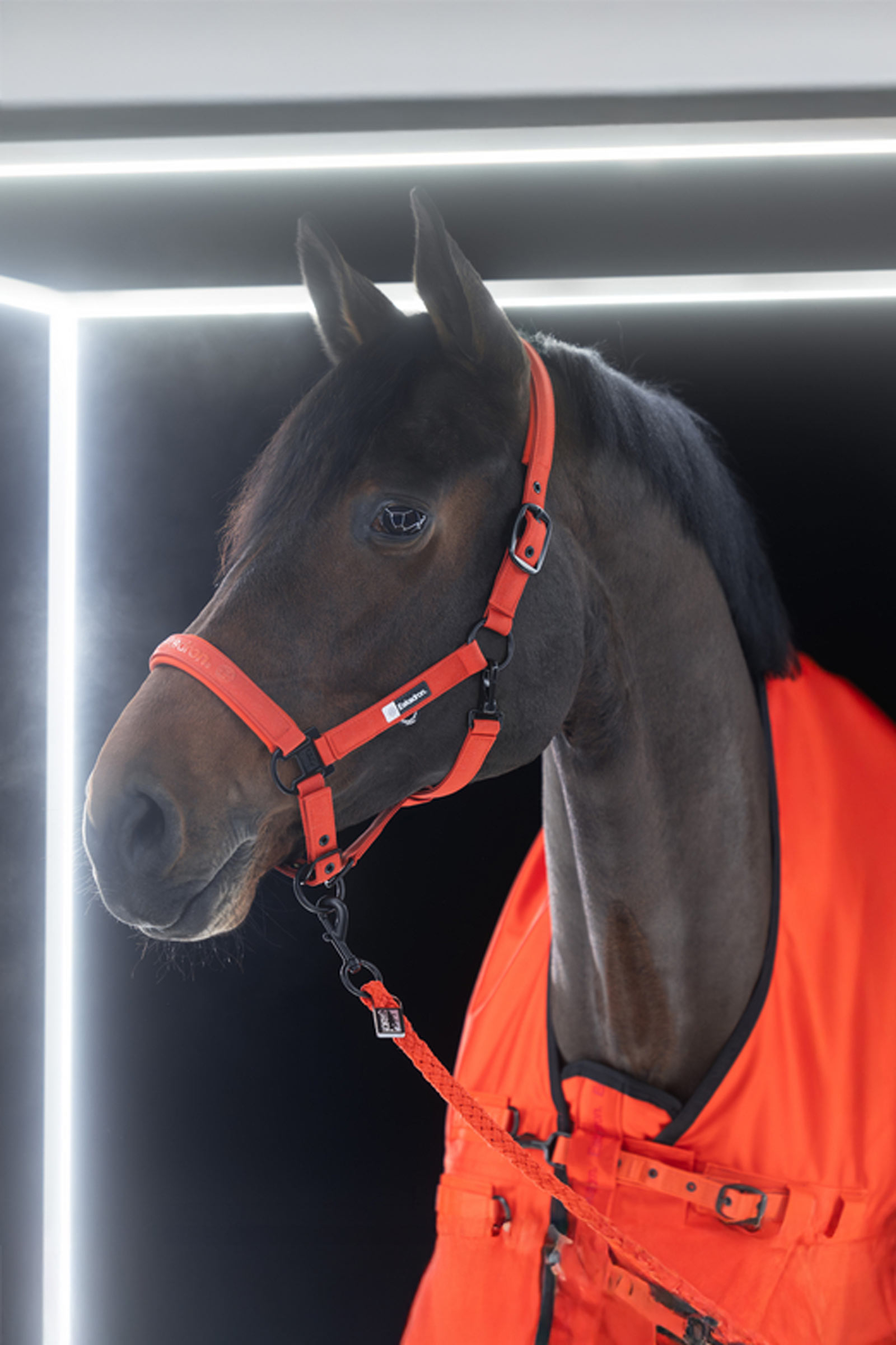 Eskadron Dynamics AW25 Beta ulkoloimi, 50 g