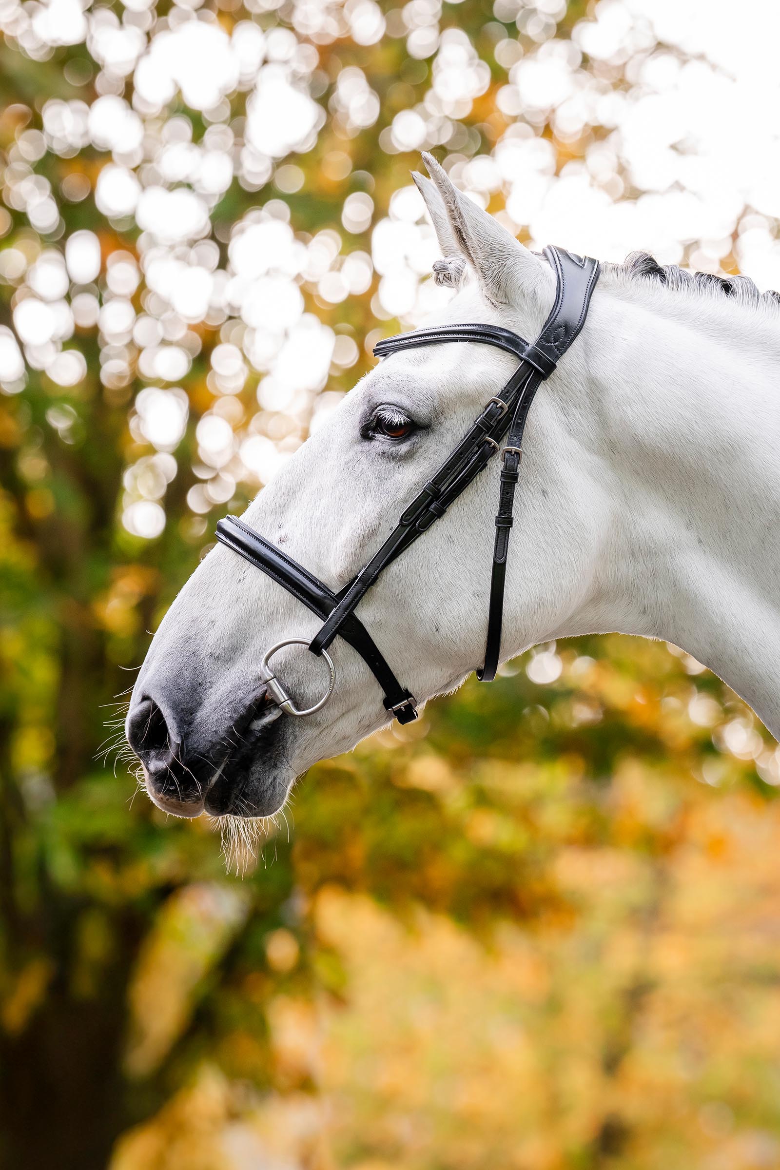 Horseware cavesson-suitset