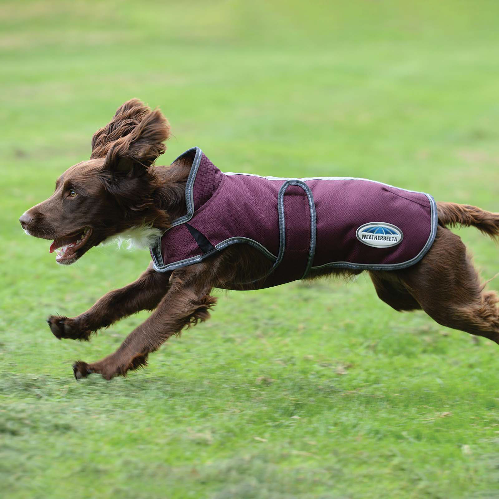 Weatherbeeta Comfitec Premier Free Parka Deluxe koiran takki, 220 g