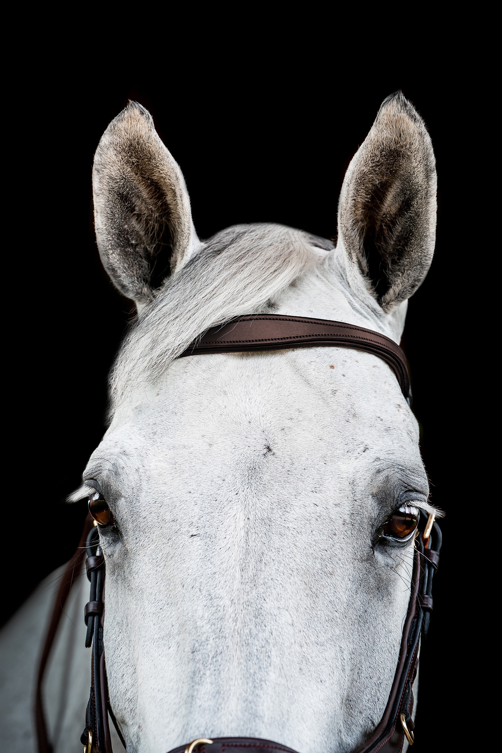 Horseware Micklem 2 Multi Suitset