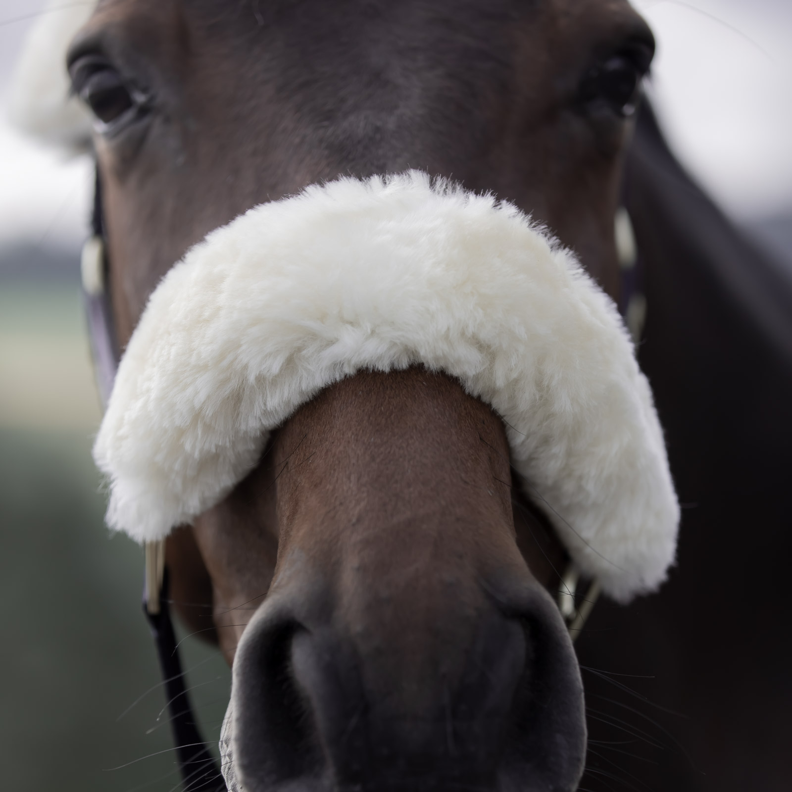 B Vertigo Laurier riimu lampaankarvalla