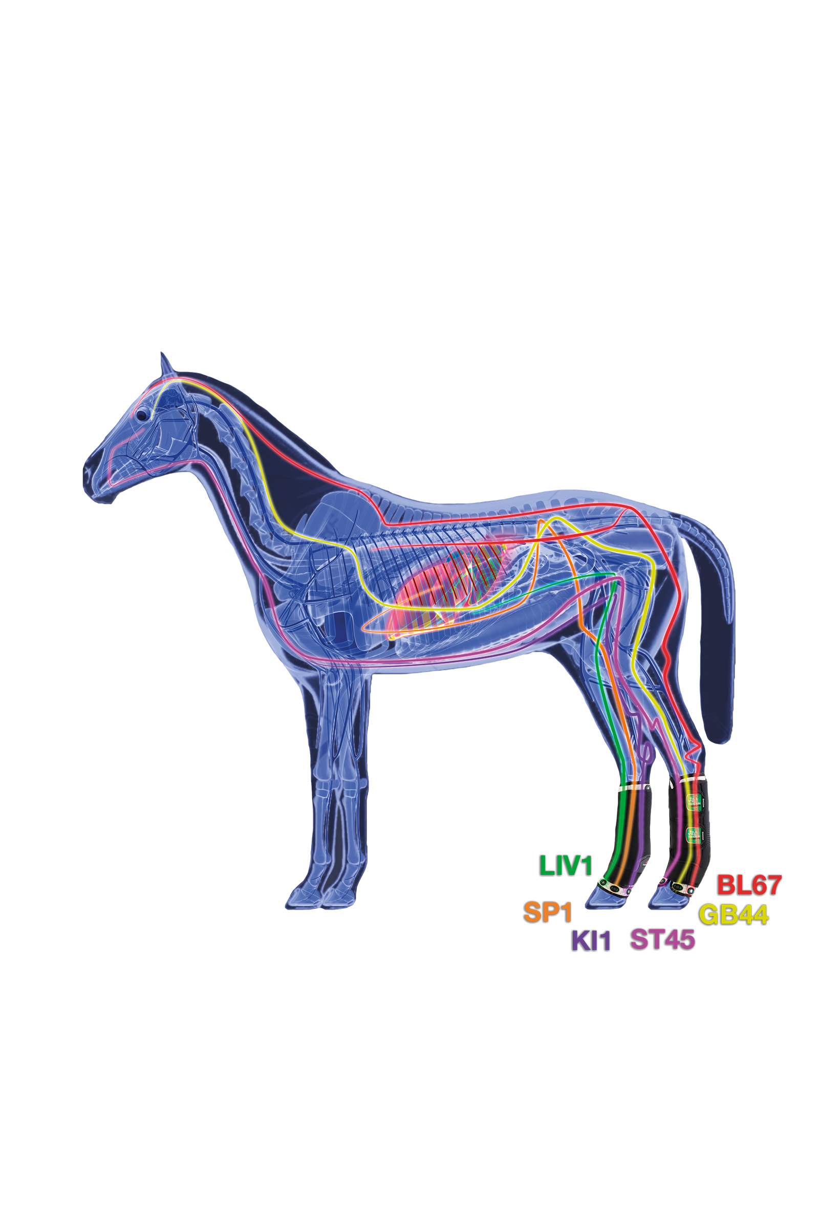 Zandona Therapeutic Support Boot Air seisontasuojat takajalkoihin