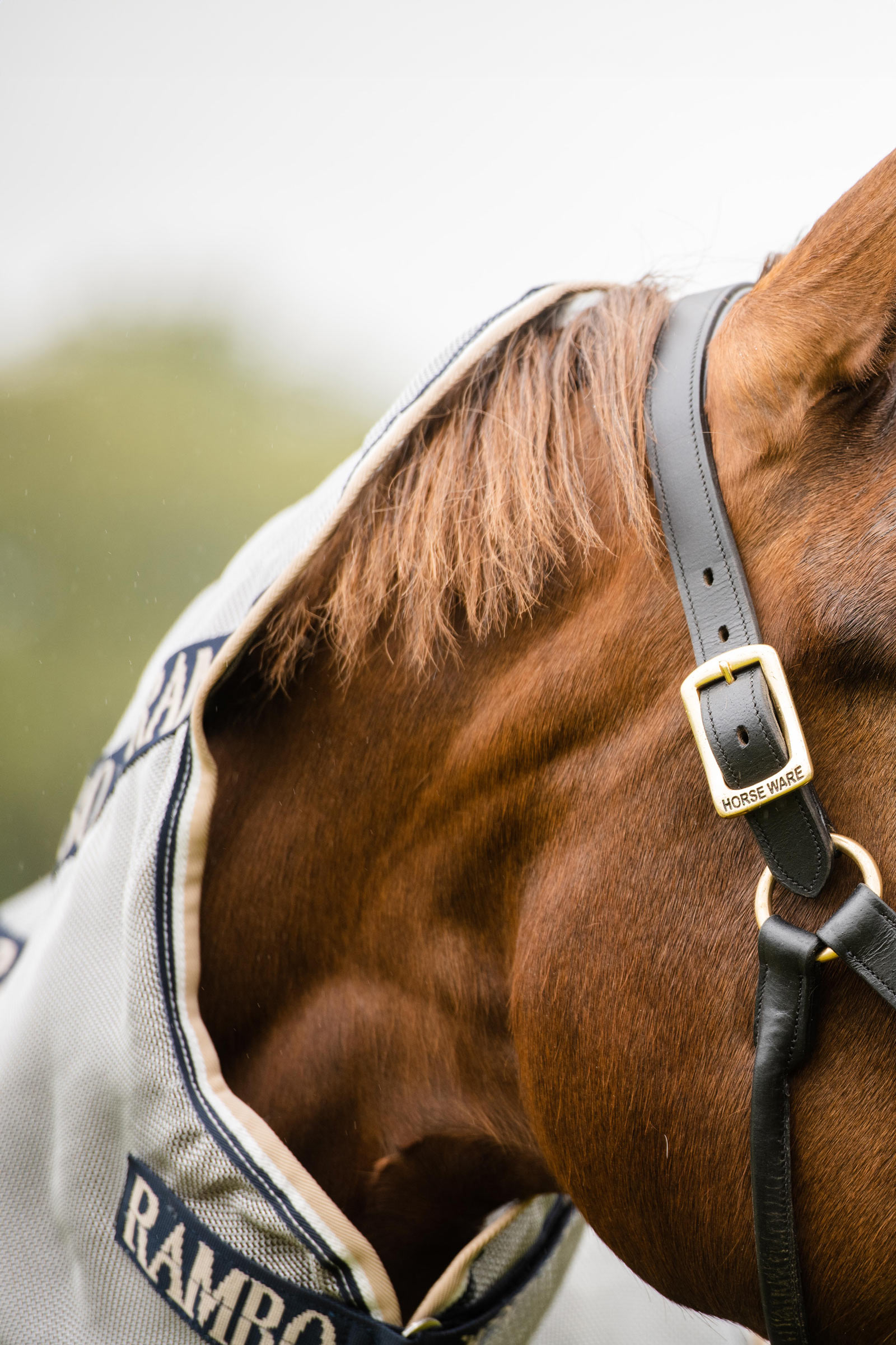 Horseware Rambo Protector hyönteisloimi irrotettavalla kaulaosalla