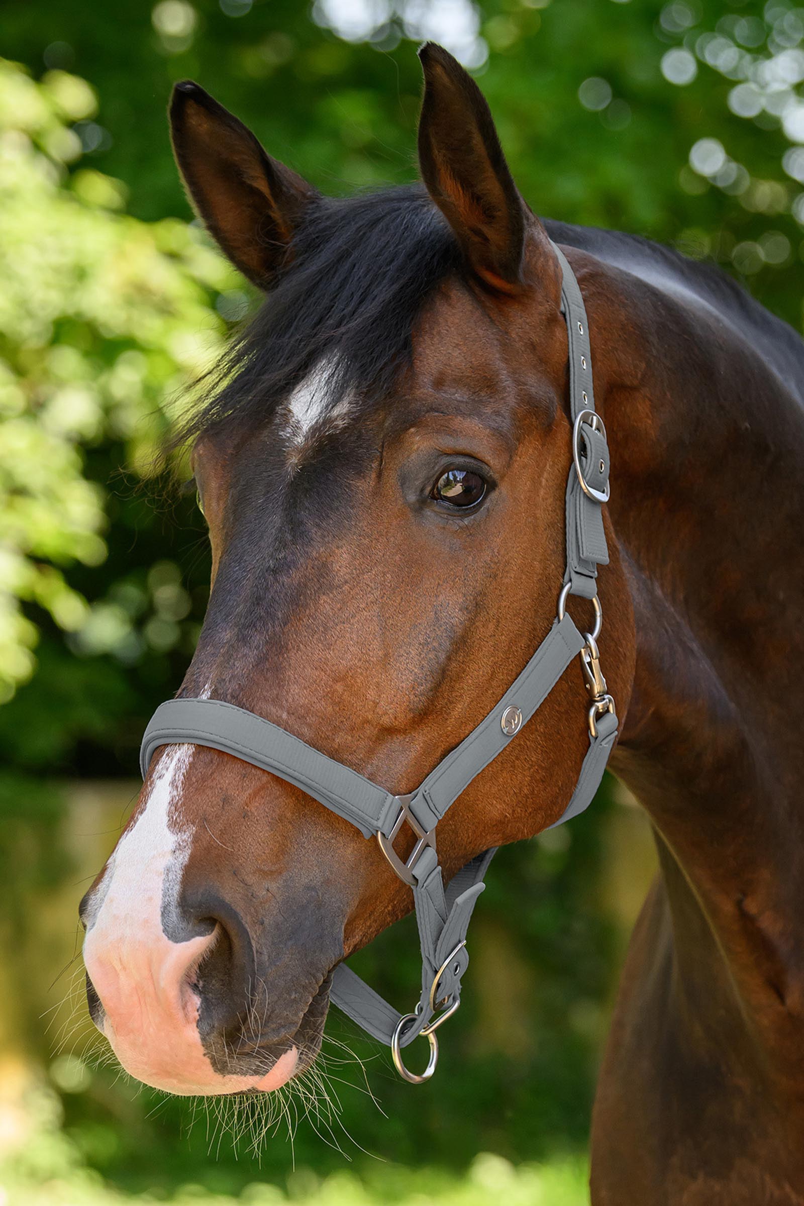 Waldhausen Trinidad riimu