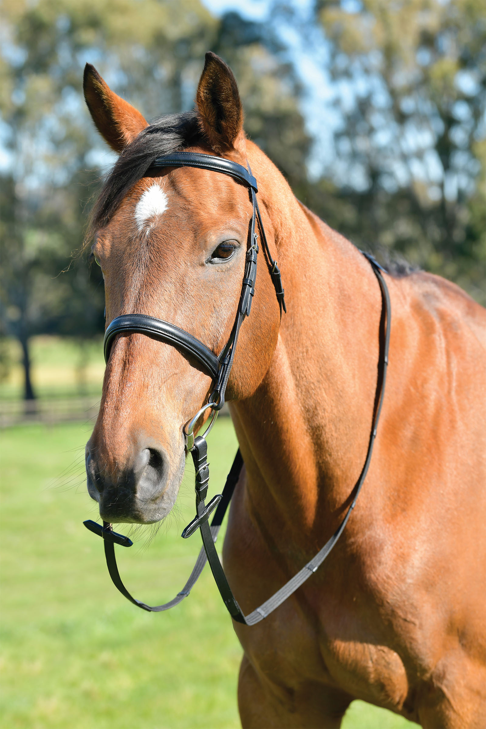 Kincade Classic perinteinen korotettu englantilainen turpahihnallinen suitsi ohjilla