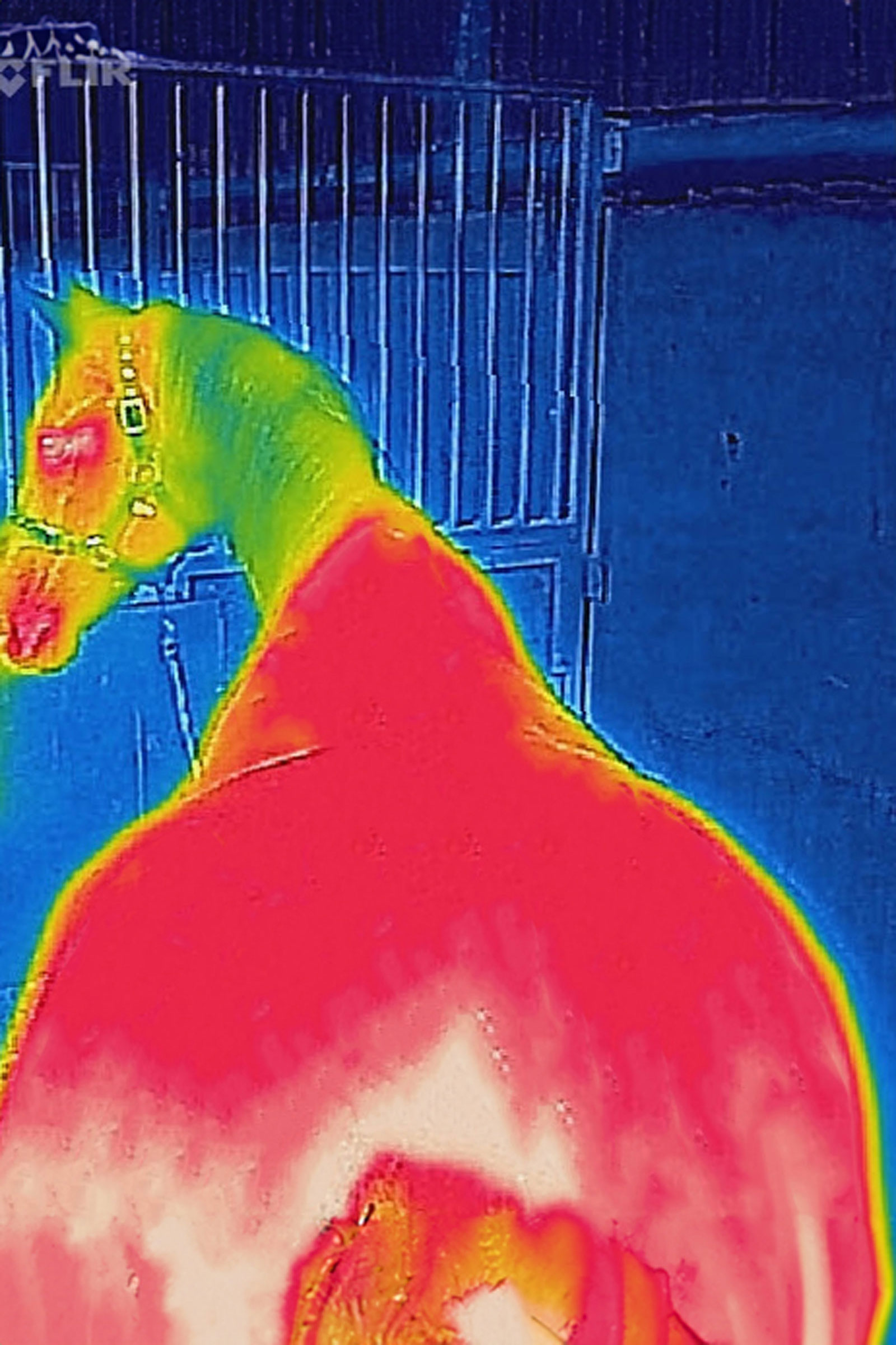 Bucas Therapy ulkoloimi, 150g