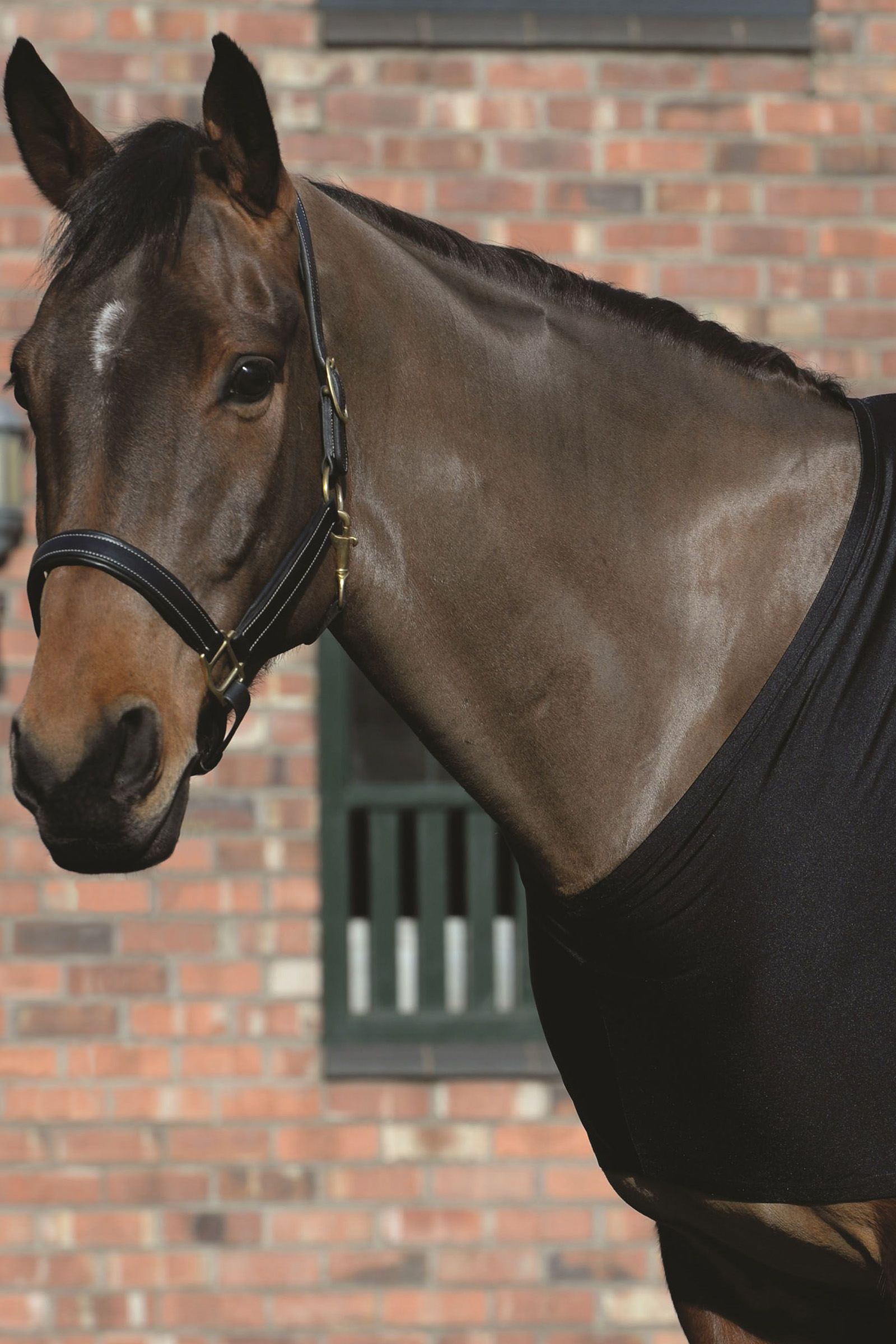 Weatherbeeta Stretch Shoulder Guard -lapasuojus