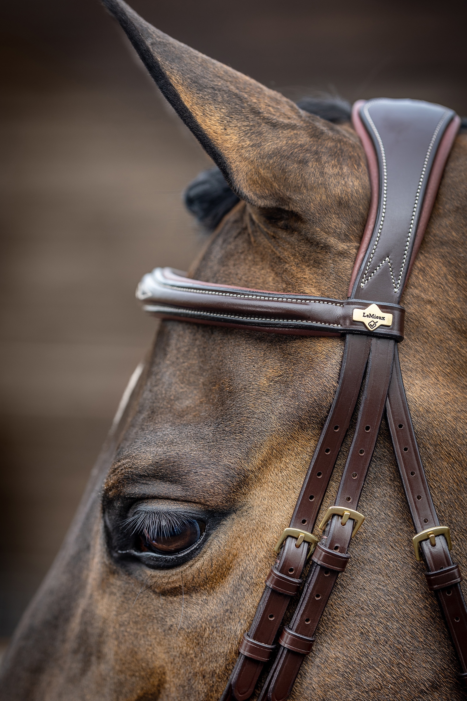 LeMieux Competiton Flash Bridle