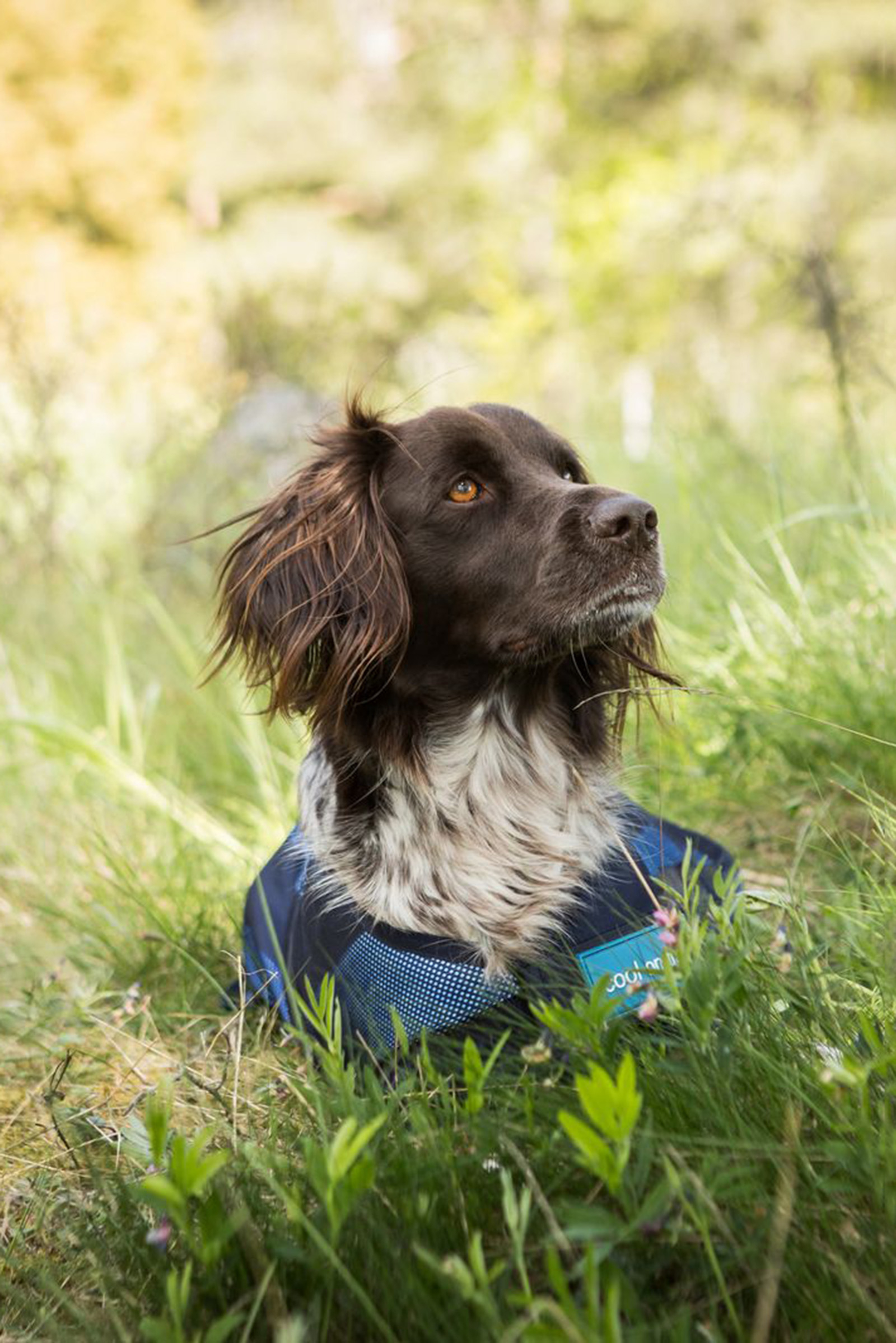 Back on Track Cool On Track koiratakki 2.0