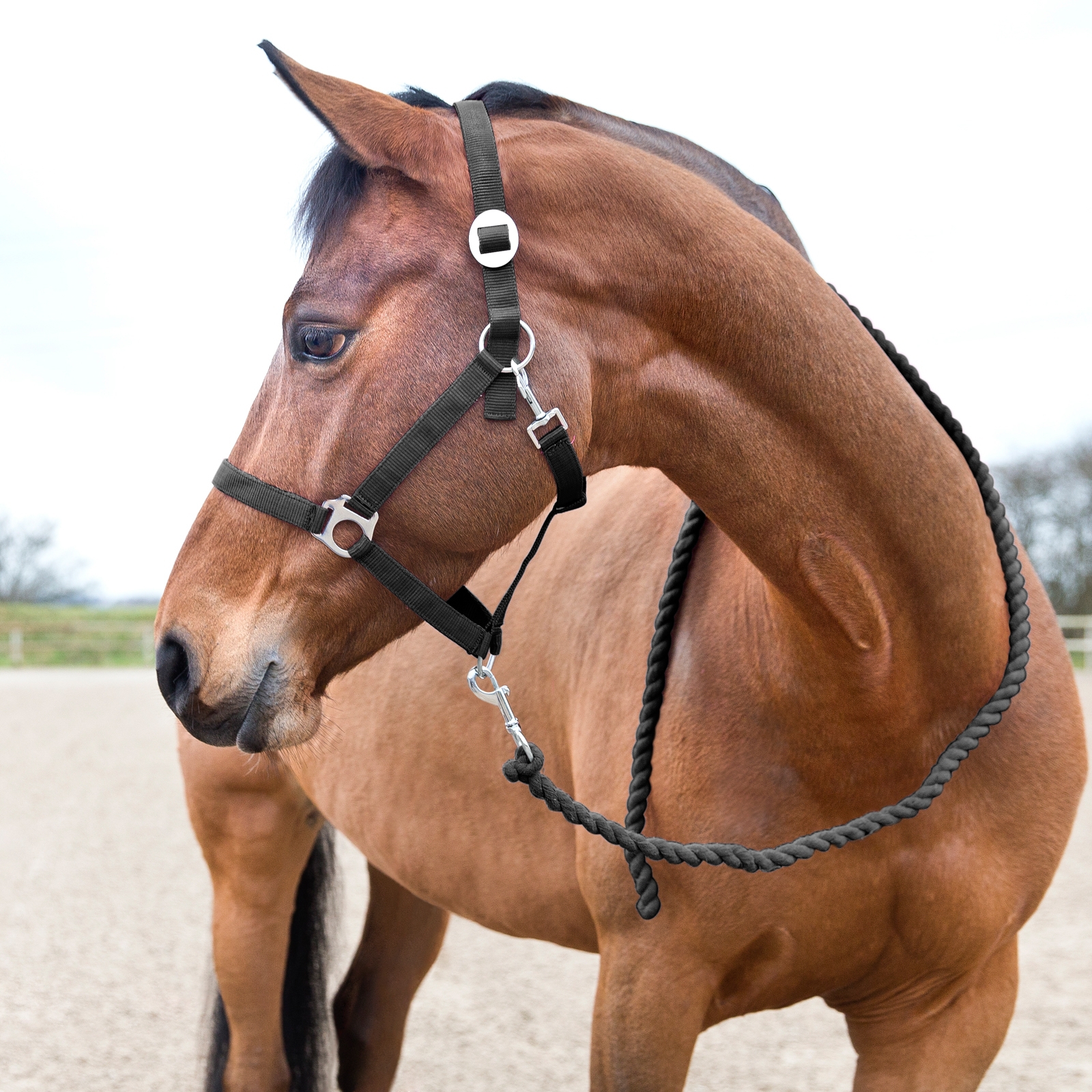 Horze Basic -riimunnaru