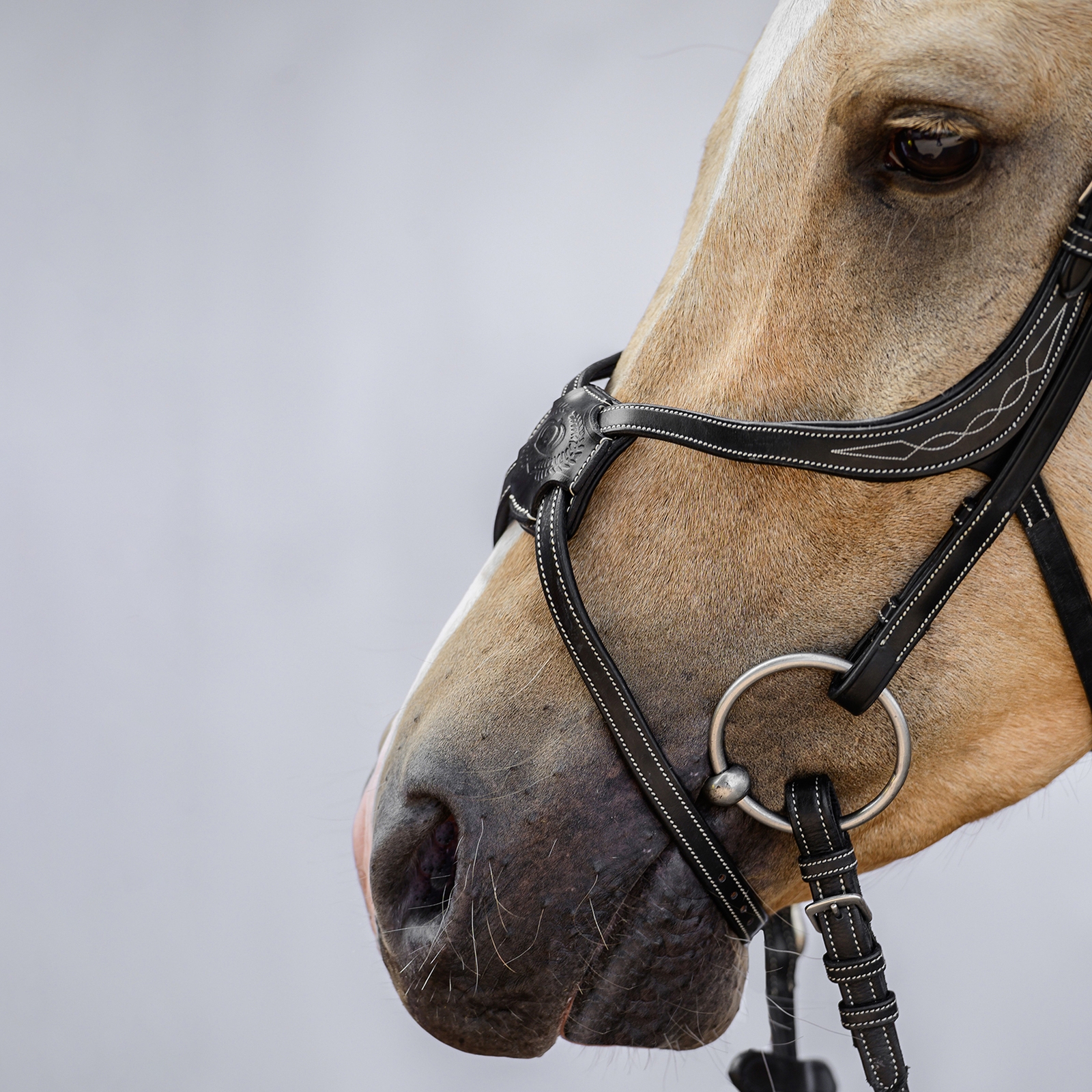 PS of Sweden Athens meksikolaiset suitset