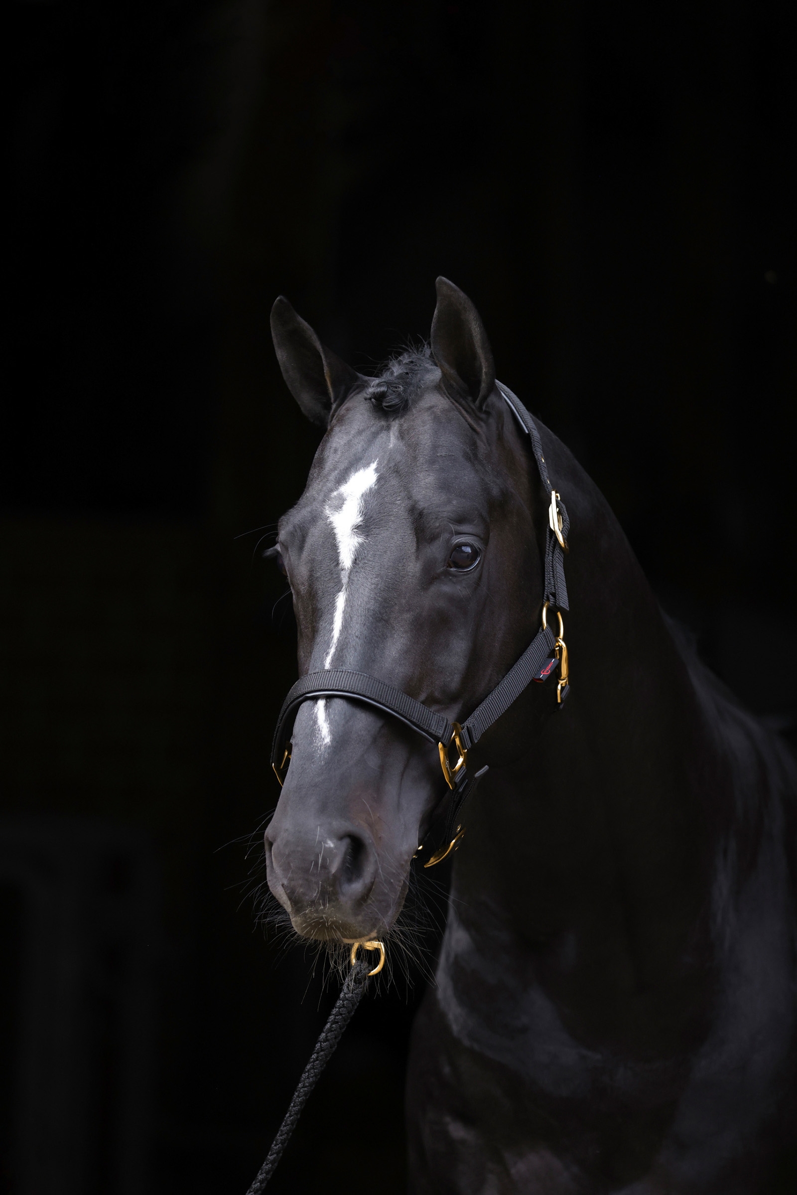 Black Covalliero TopLine riimu