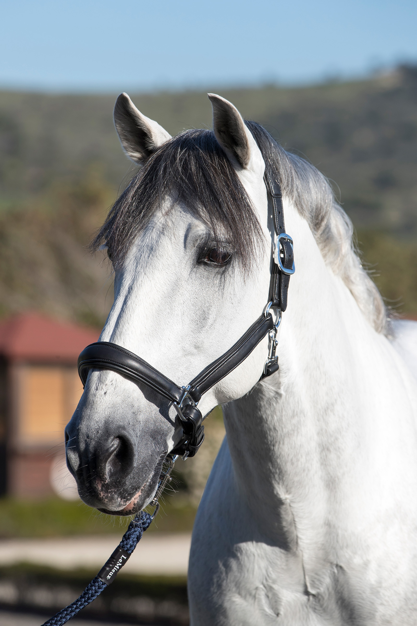 LeMieux Anatominen nahkaremmi