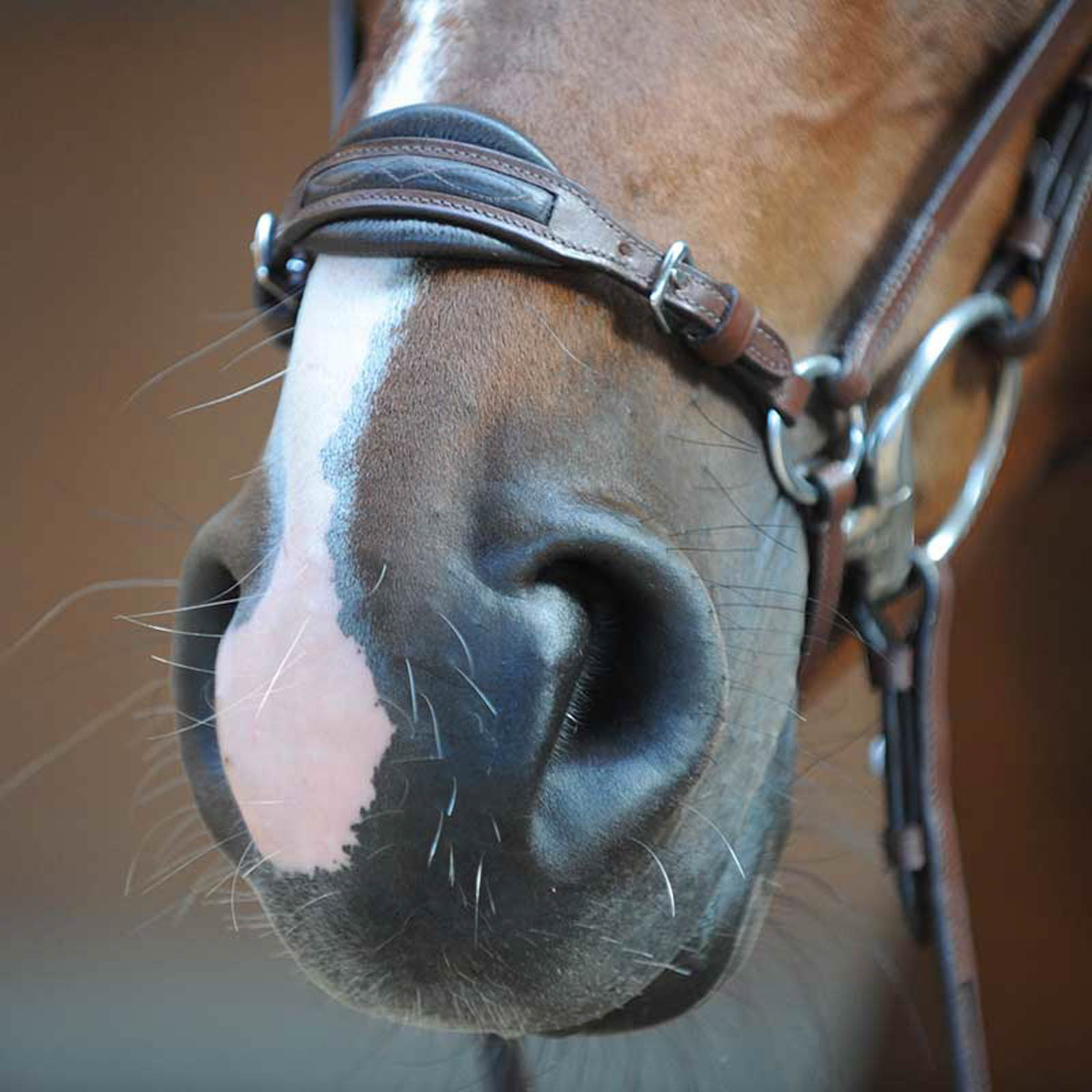 Kavalkade Levana suitset