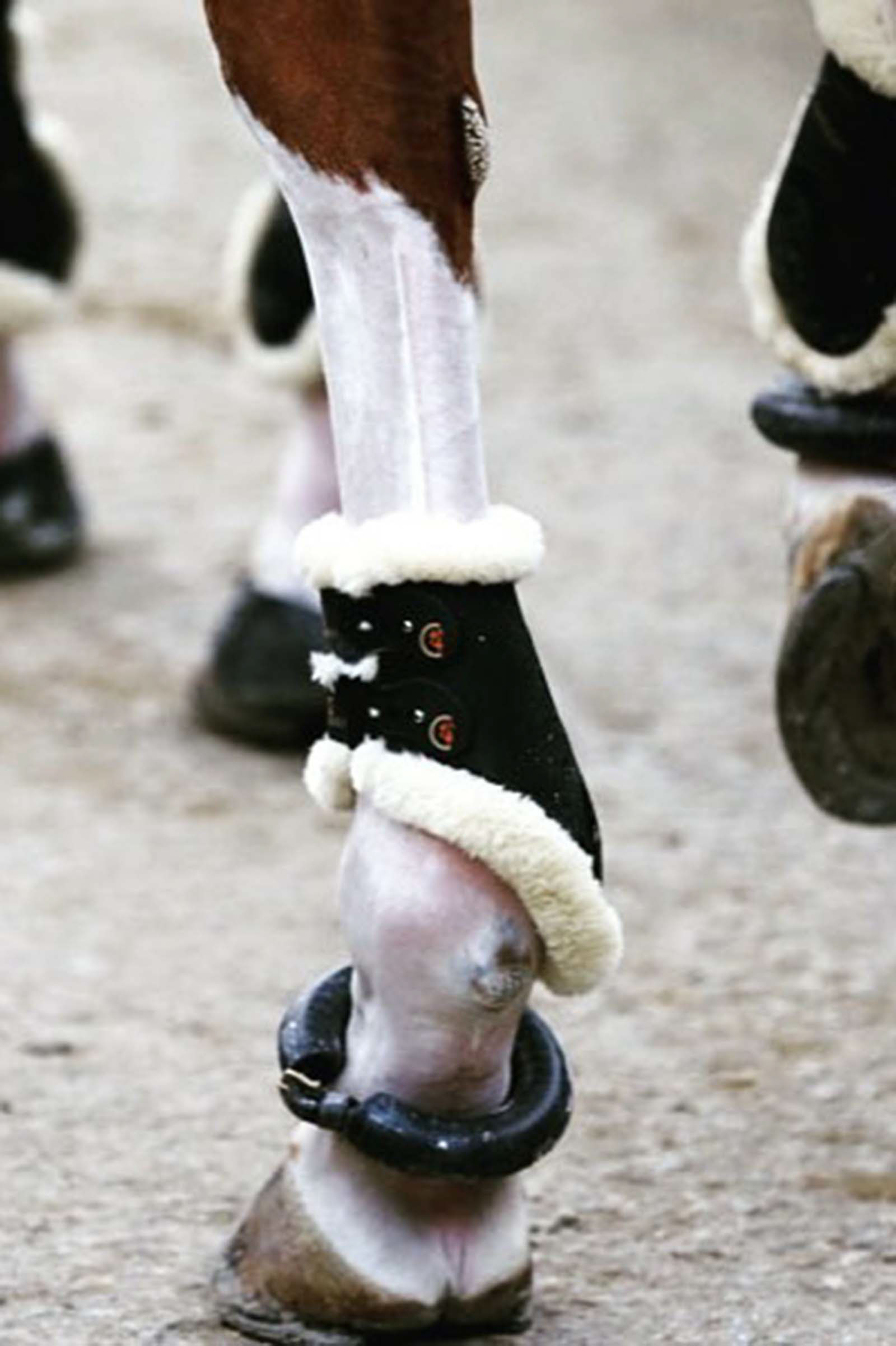 Kentucky Horsewear Sheepskin hivutussuojat lampaankarvalla