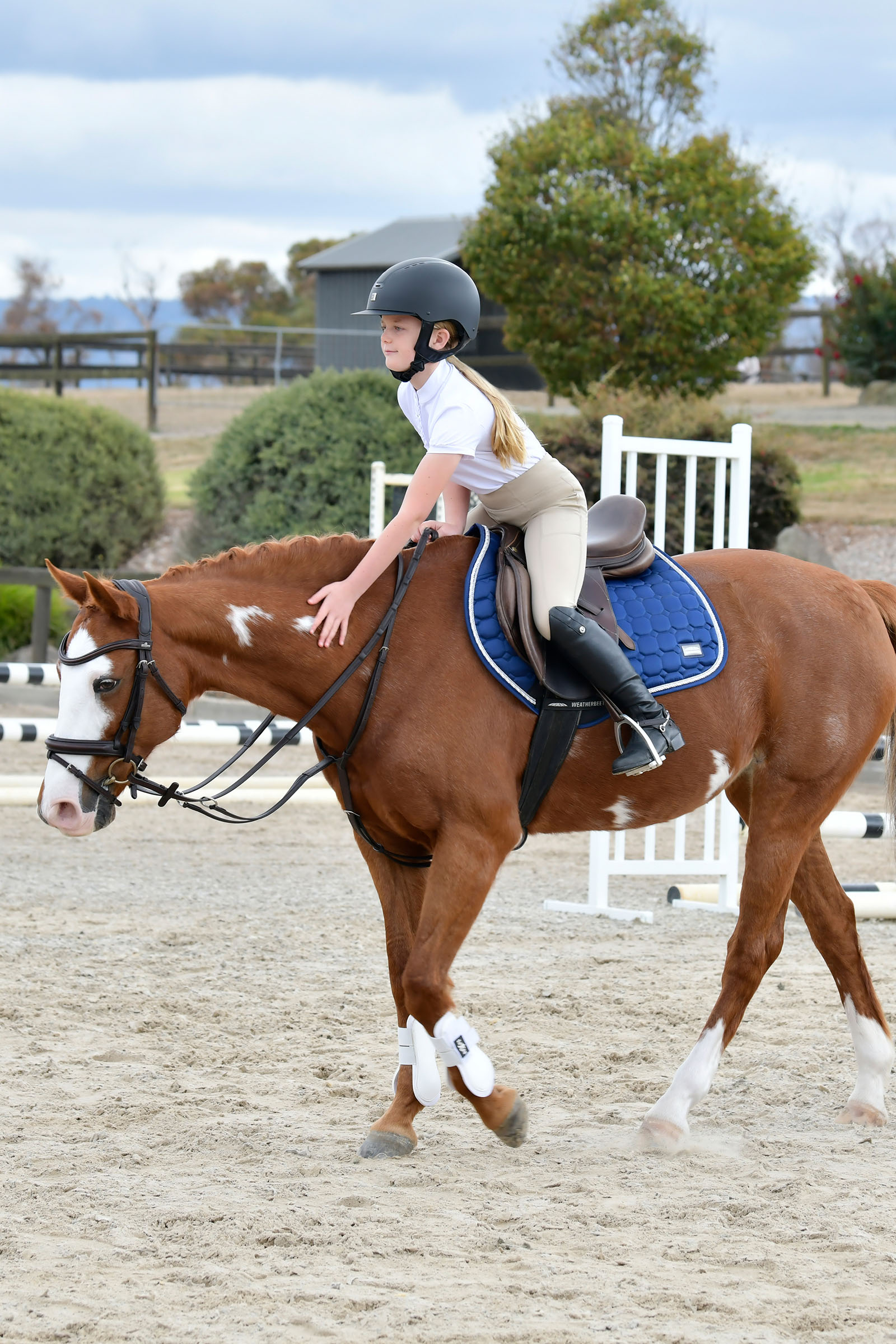 Collegiate Comfitec Opulux yksinkertainen pehmustettu suitset yhdistetyllä hannoverilaisturpahihnalla