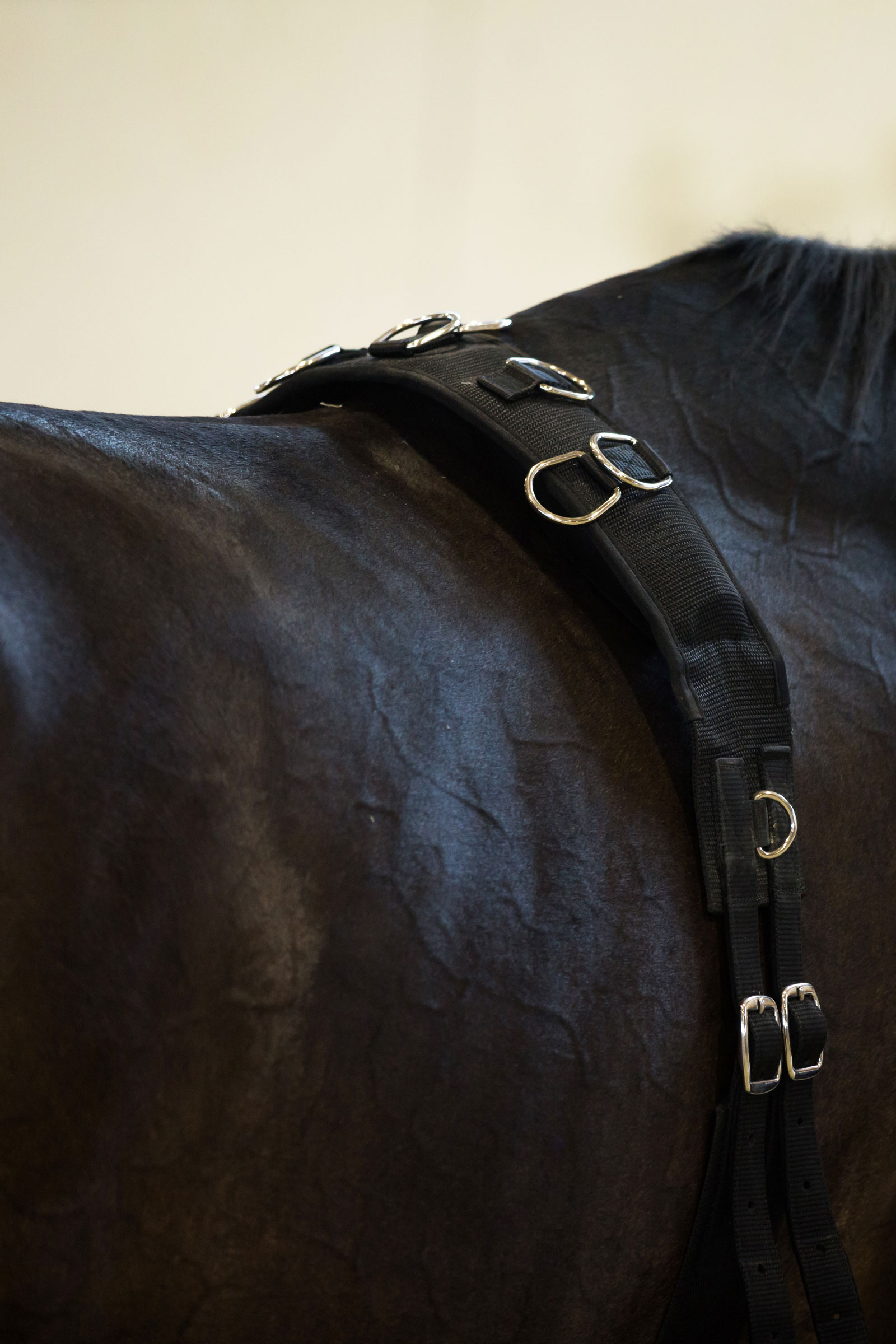 Horze-juoksutusvyö, nailonia