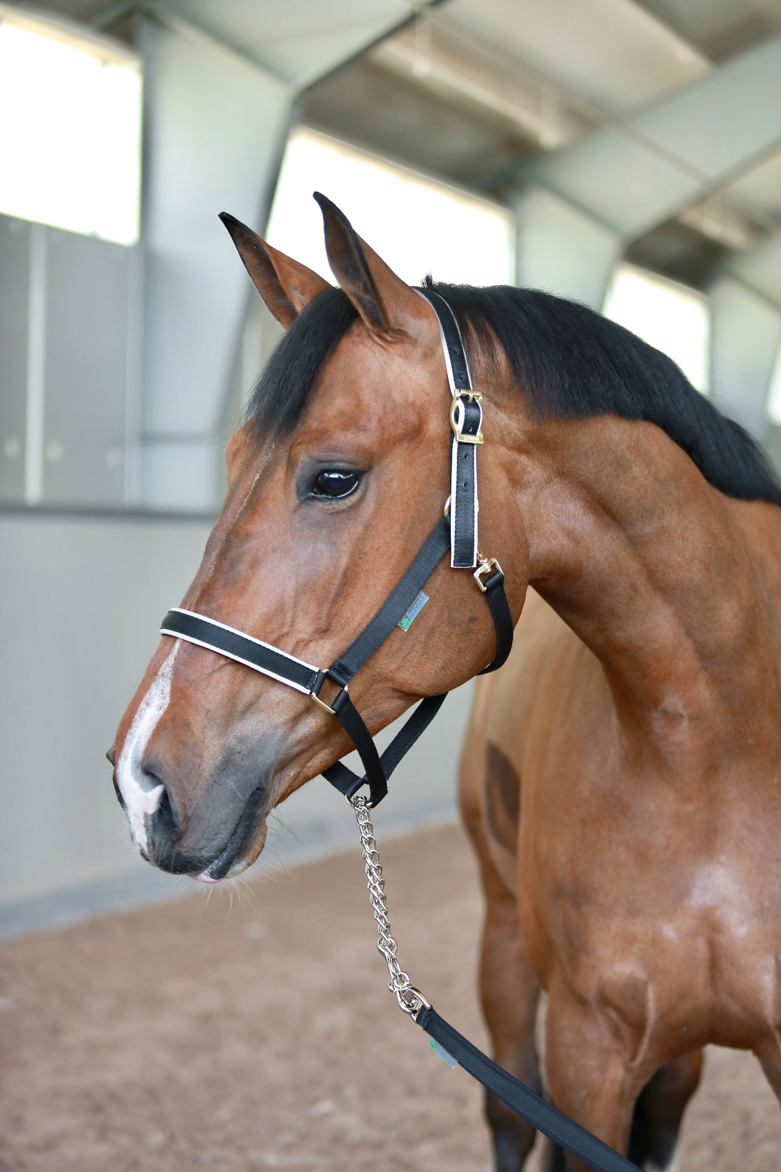 Bucas Stallion talutusköysi ketjulla