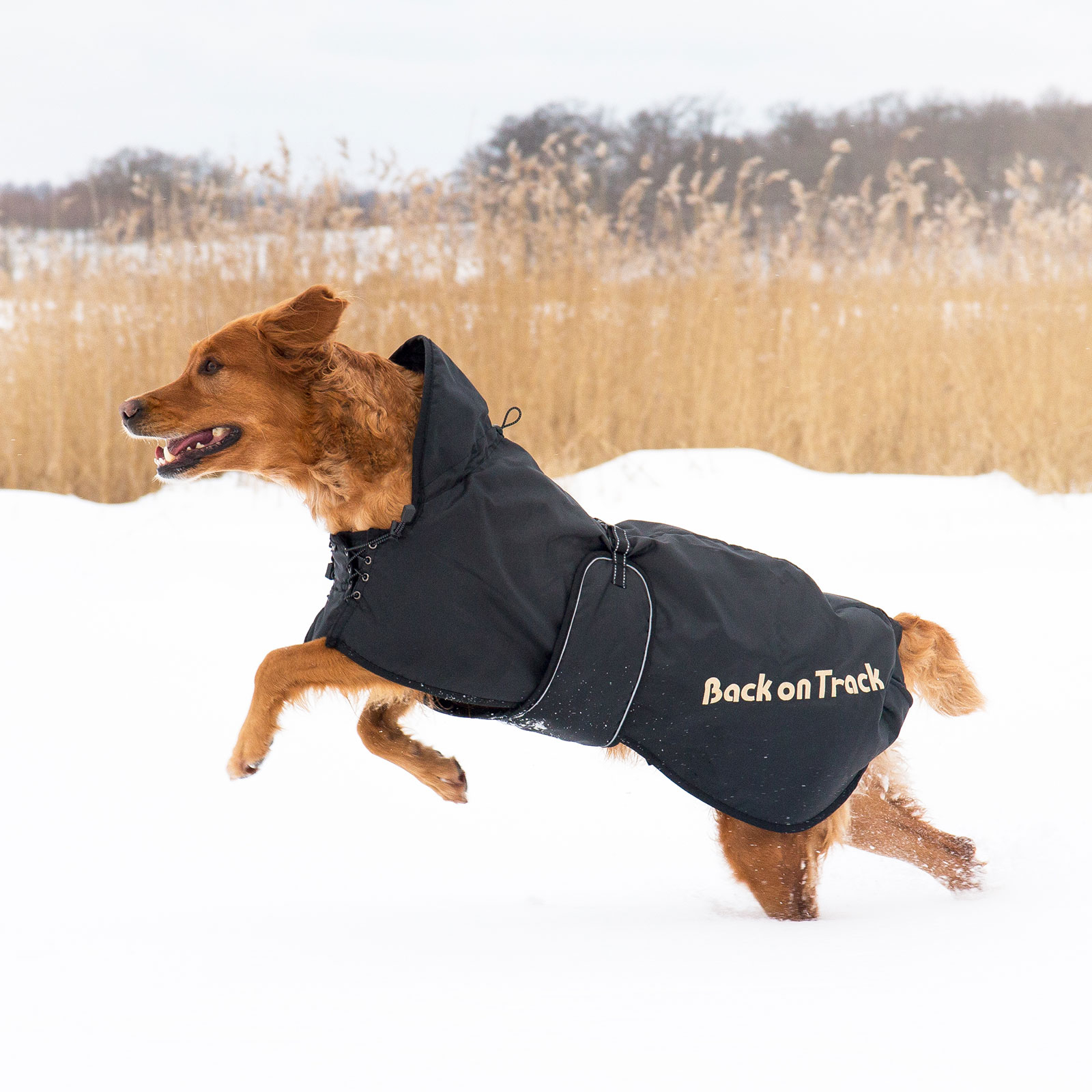 Back on Track koiranloimi (63-91)