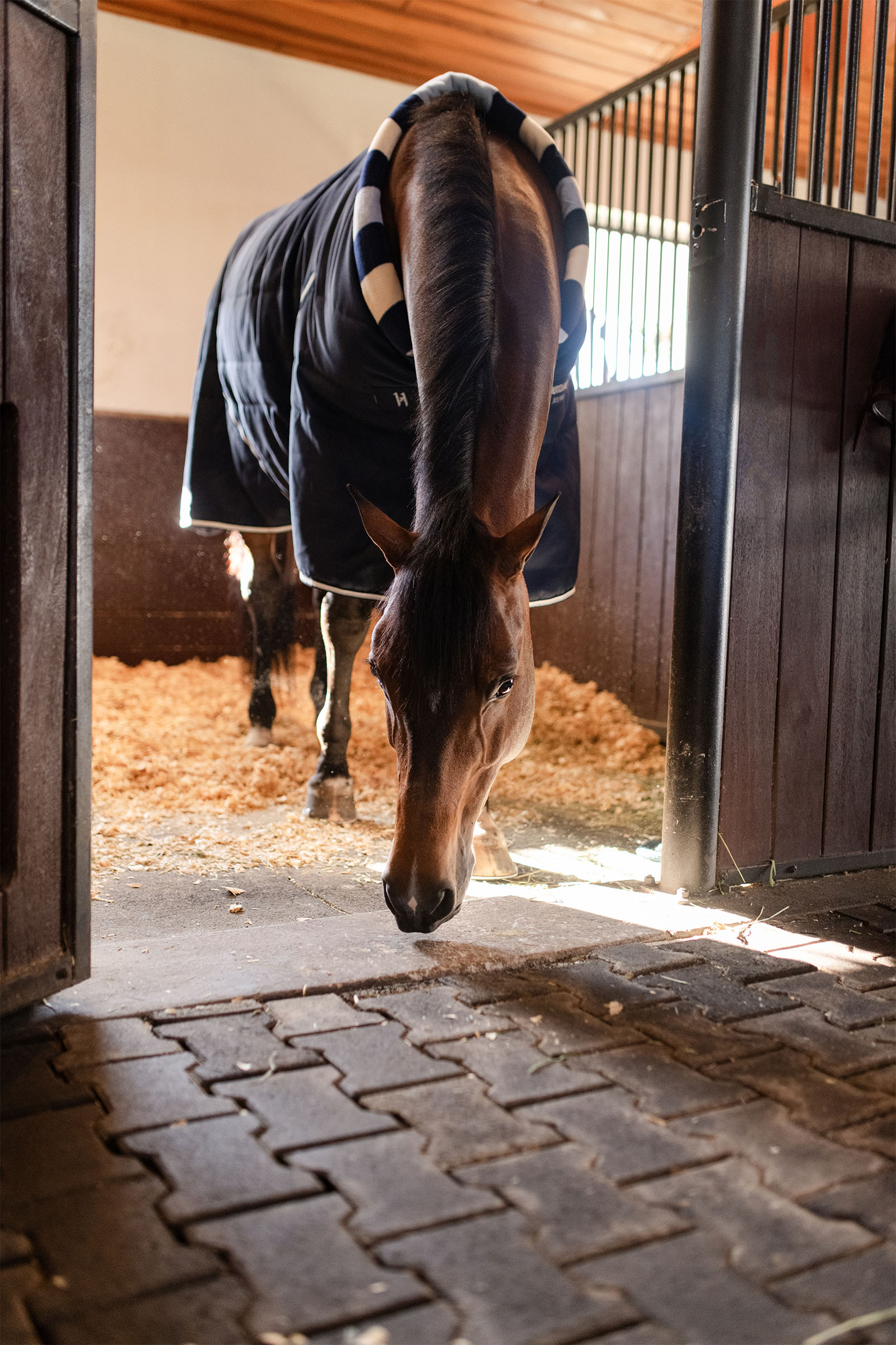 Horseware Newmarket Cosy Talliloimi 100g