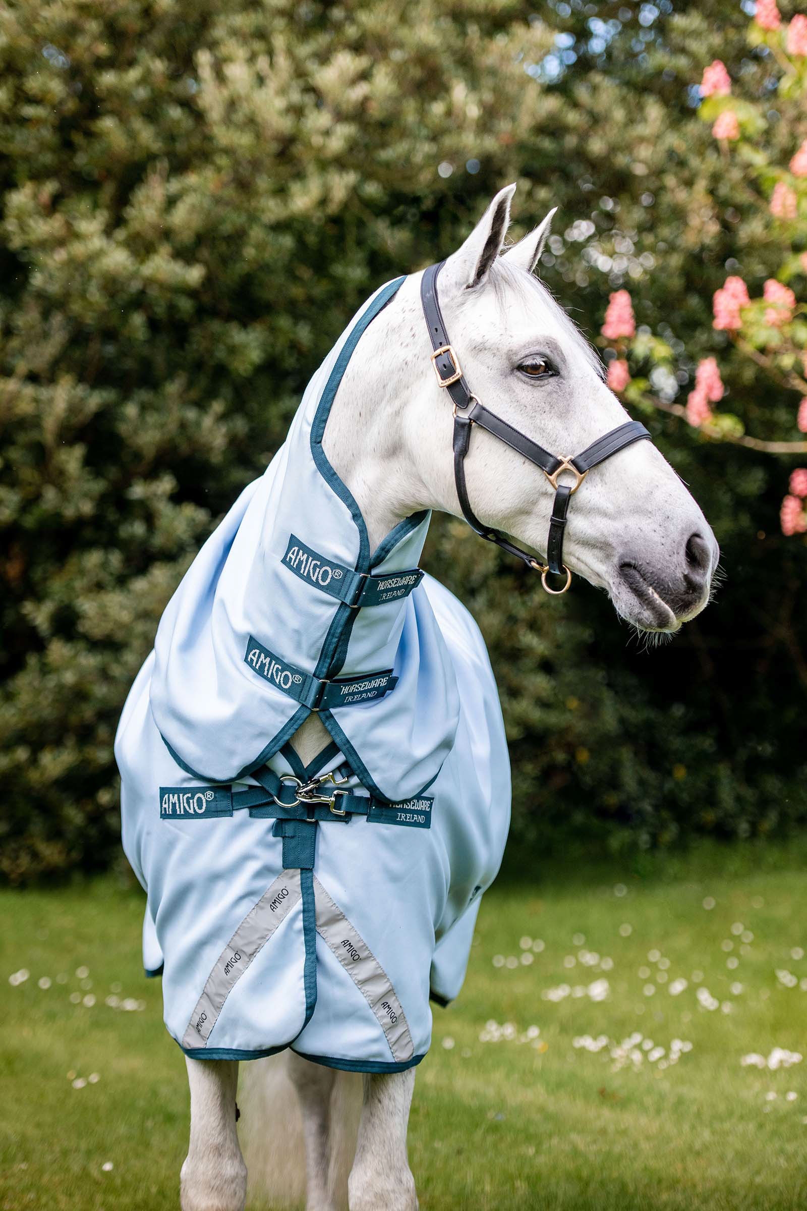 Horseware Amigo Plant Dye ulkoloimi, 50 g