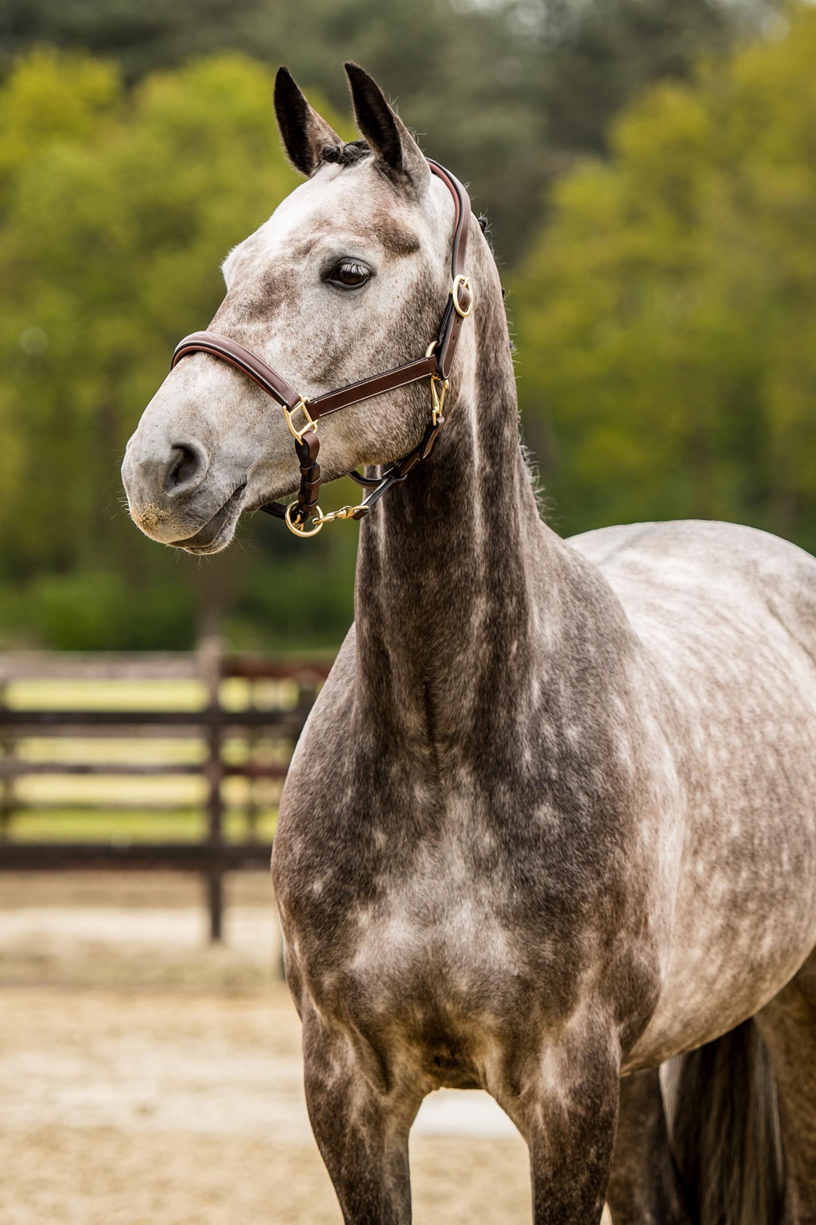Trust Equestrian Haltija San Miguel
