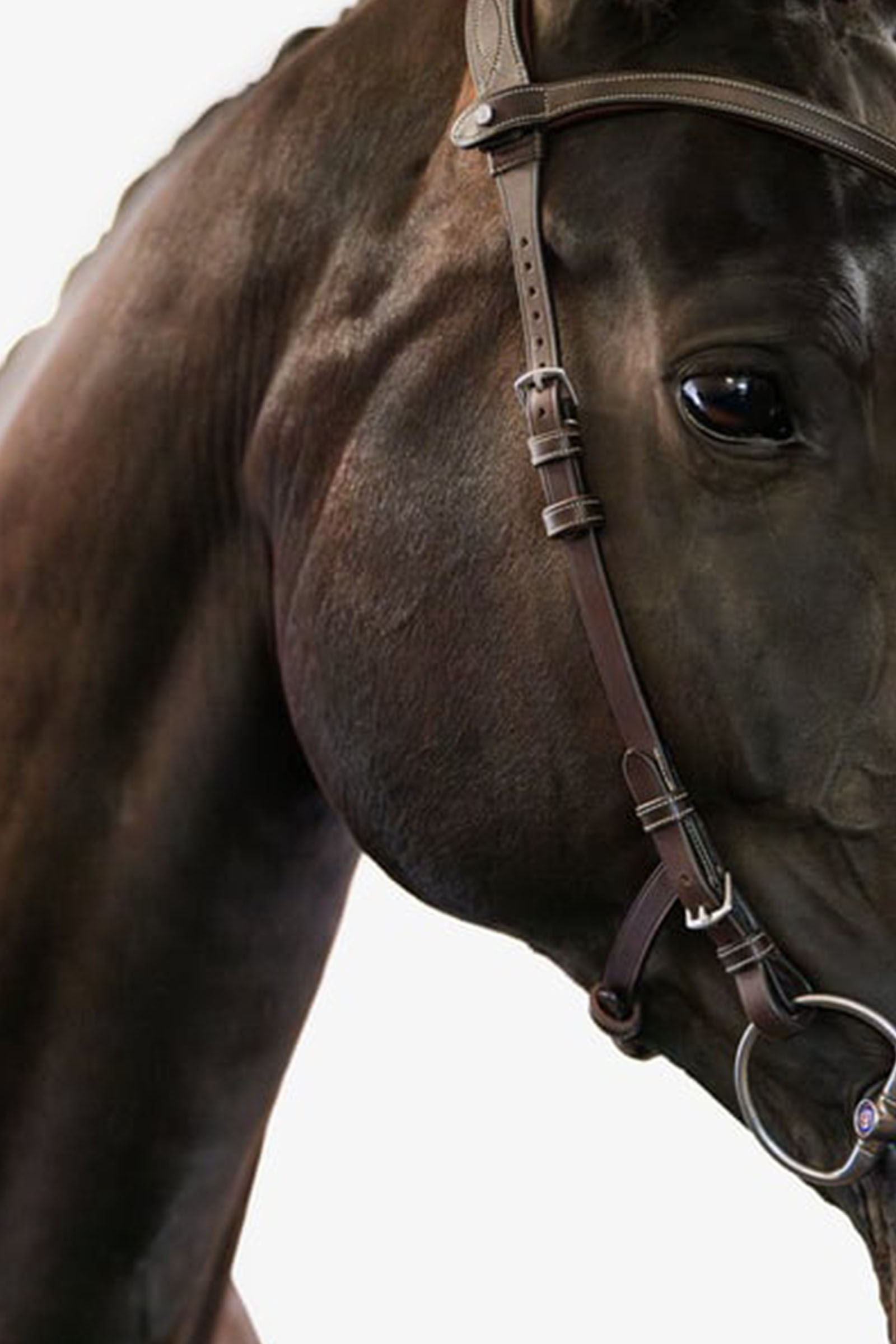 PS of Sweden Helsinki suitset