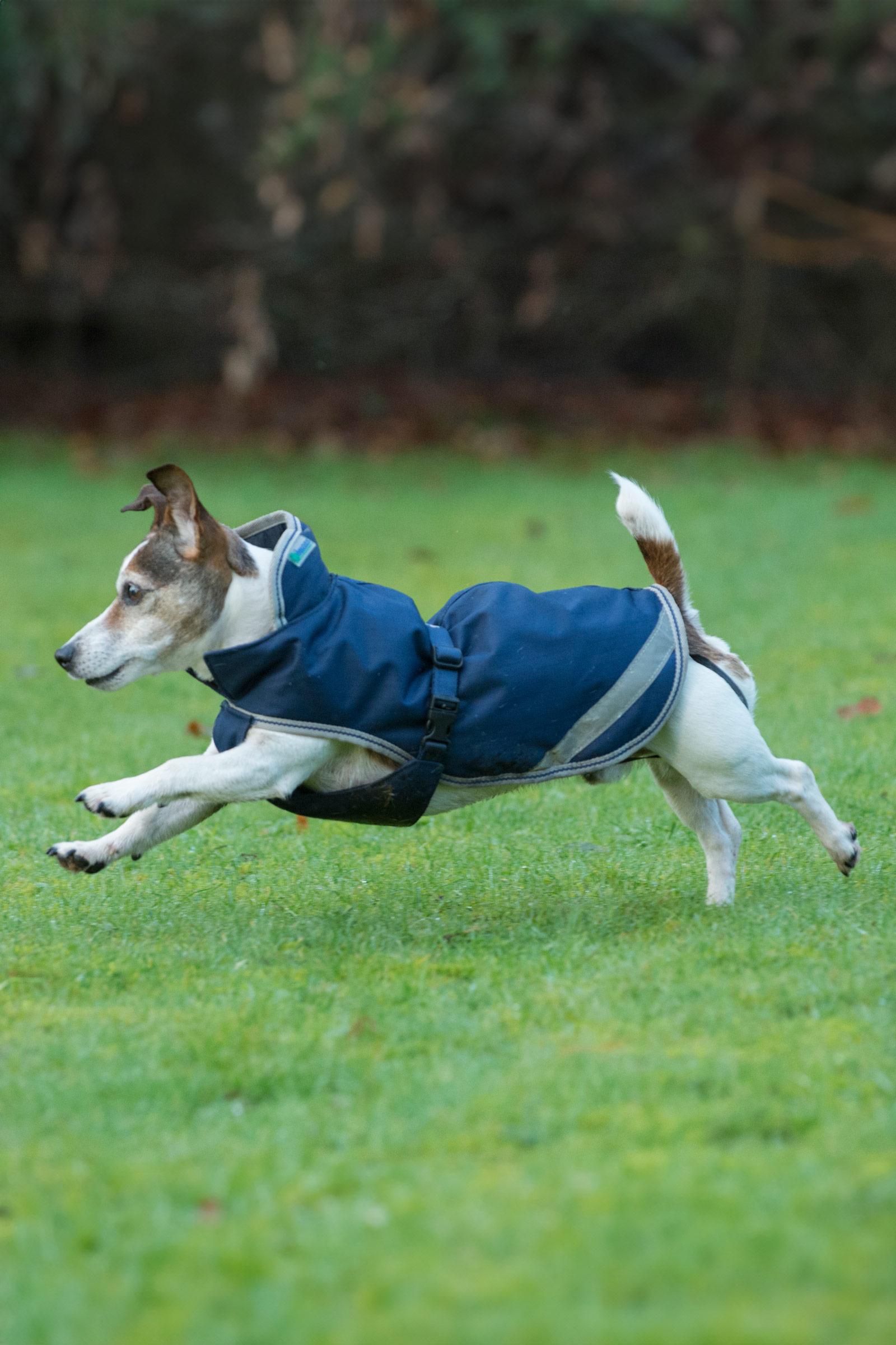 Bucas Freedom koiranloimi, 50g (30-45 cm)