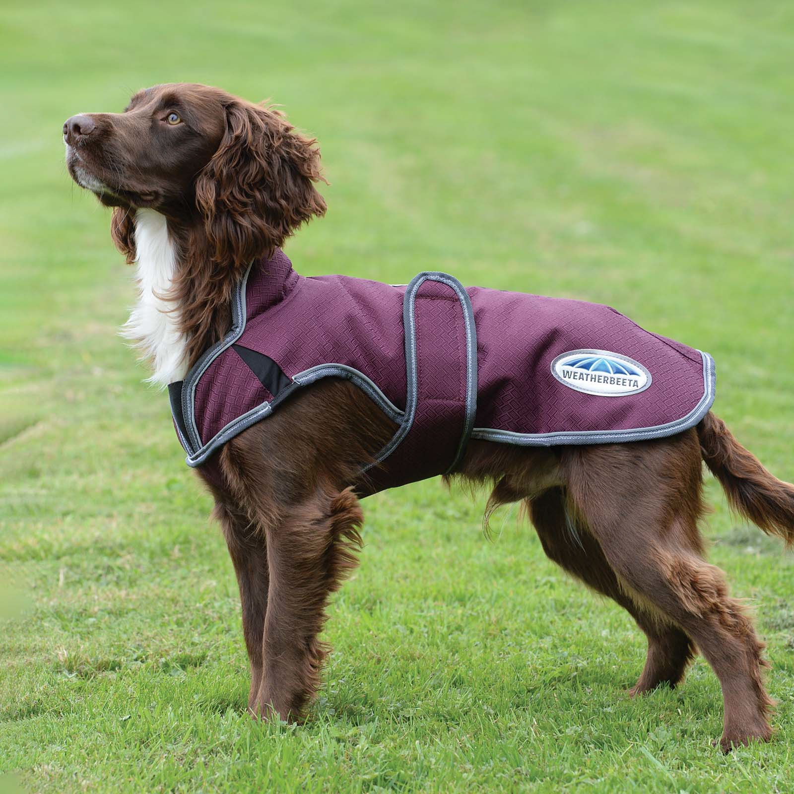 Weatherbeeta Comfitec Premier Free Parka Deluxe koiran takki, 220 g